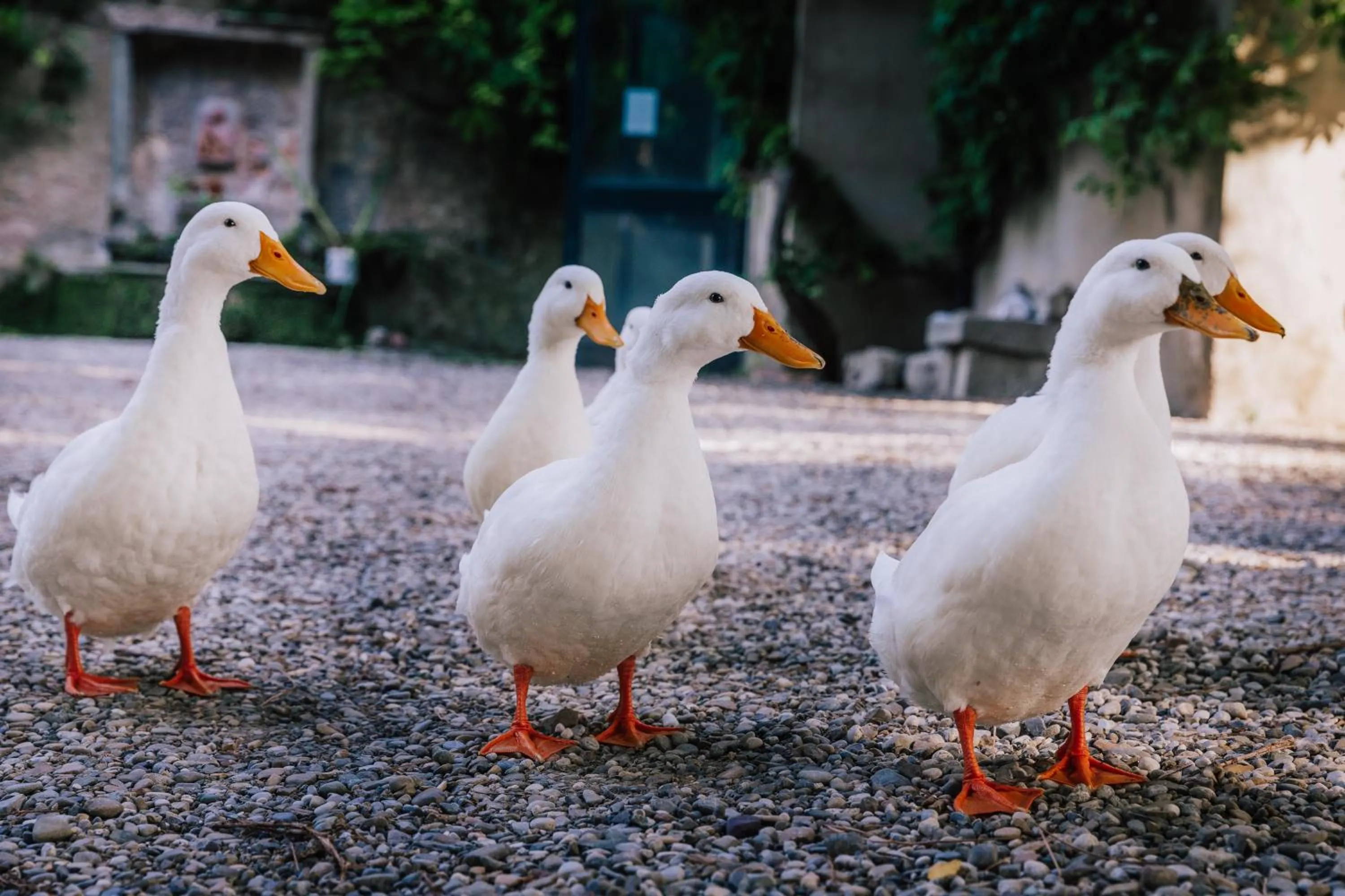 Day in Villa Rucellai