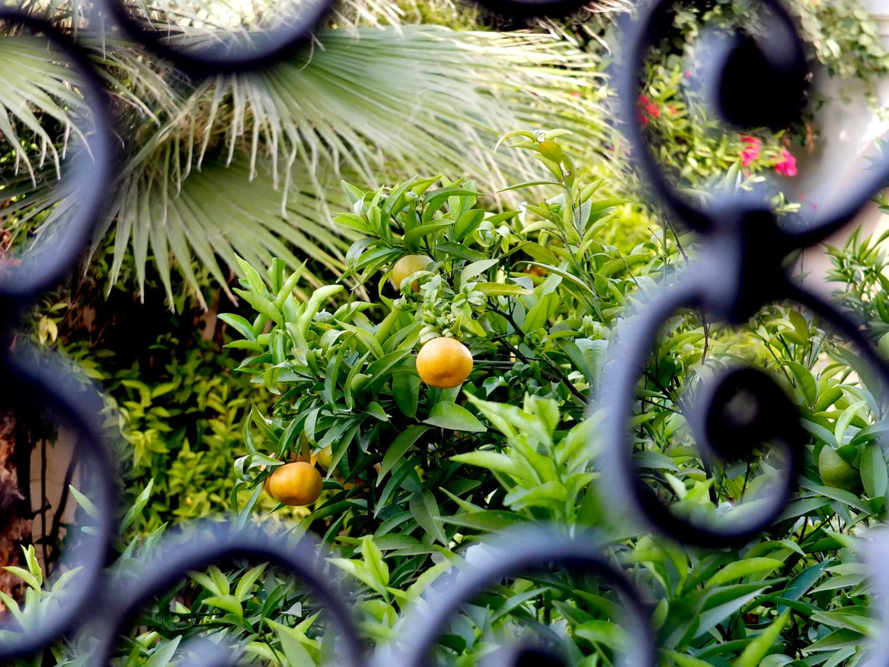 Garden in Riad Laila