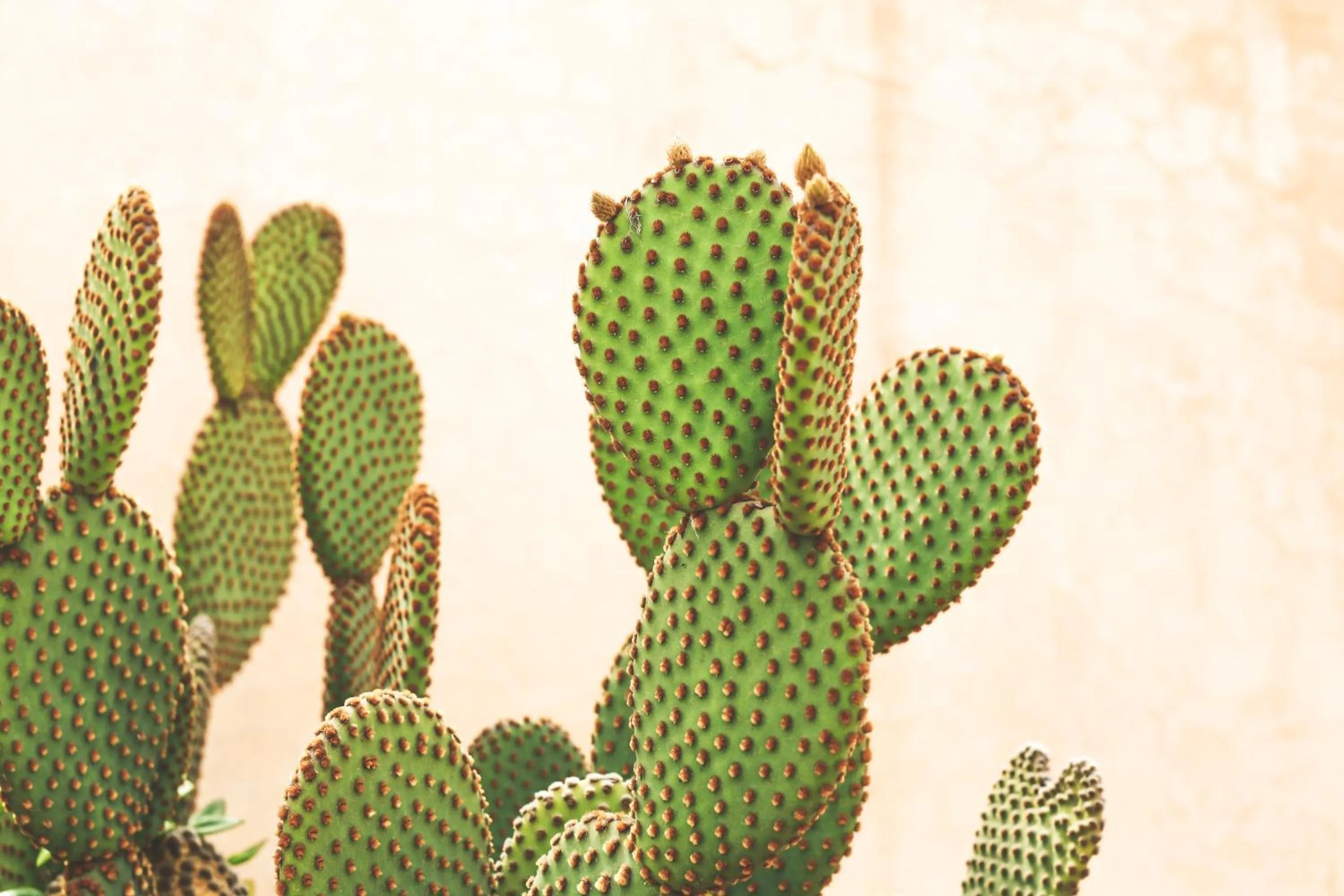 Garden view in Riad Laila