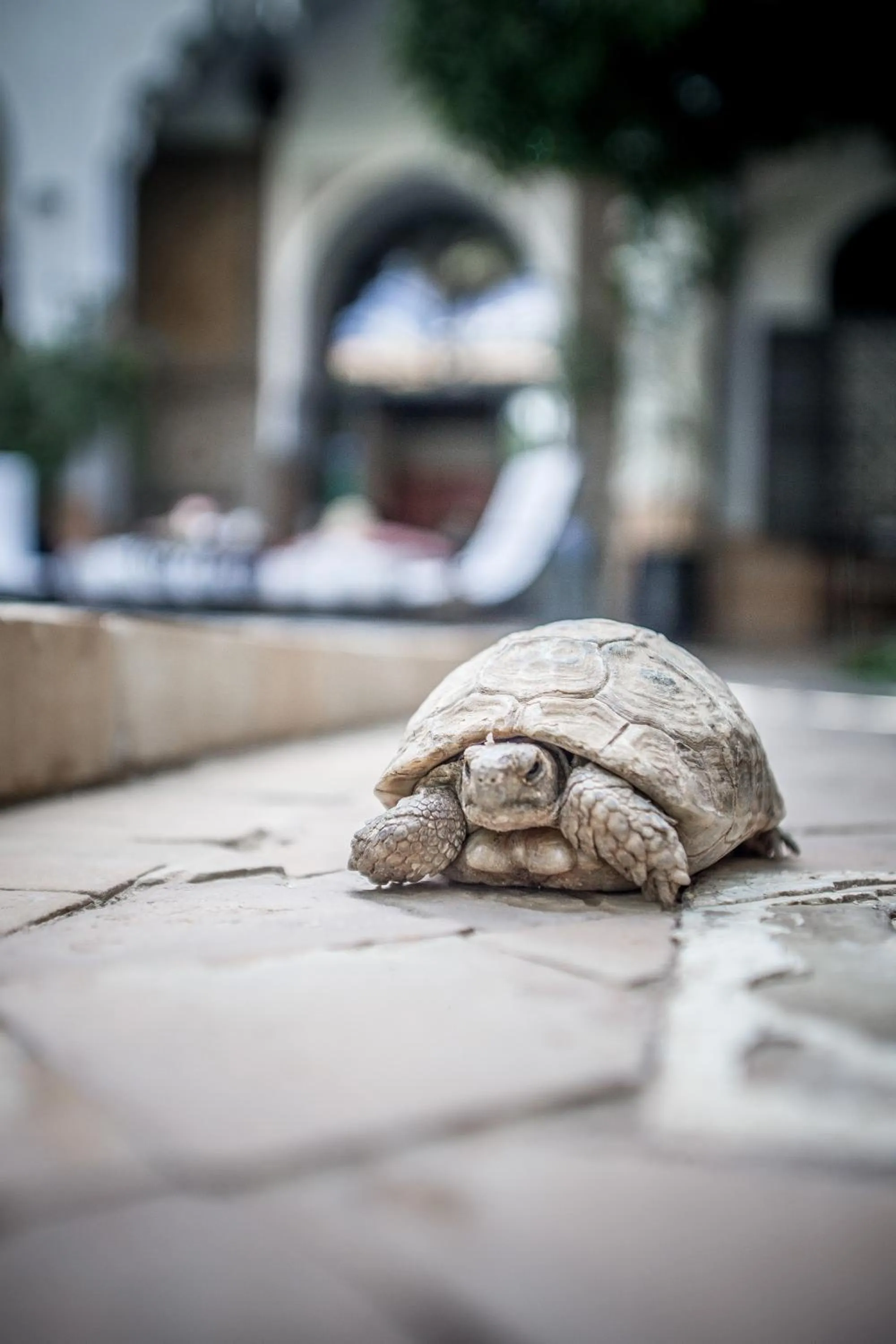 Animals in Riad Laila