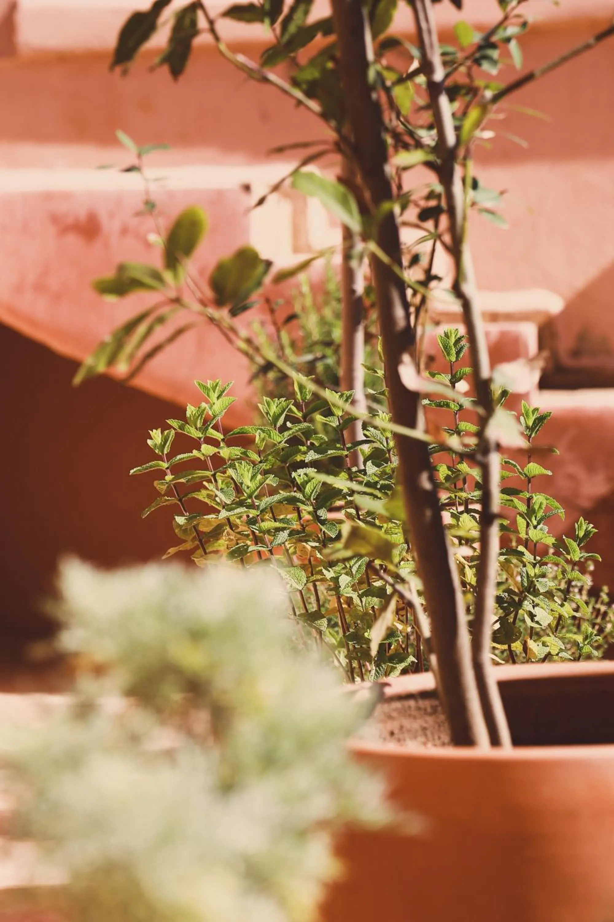 Garden view in Riad Laila