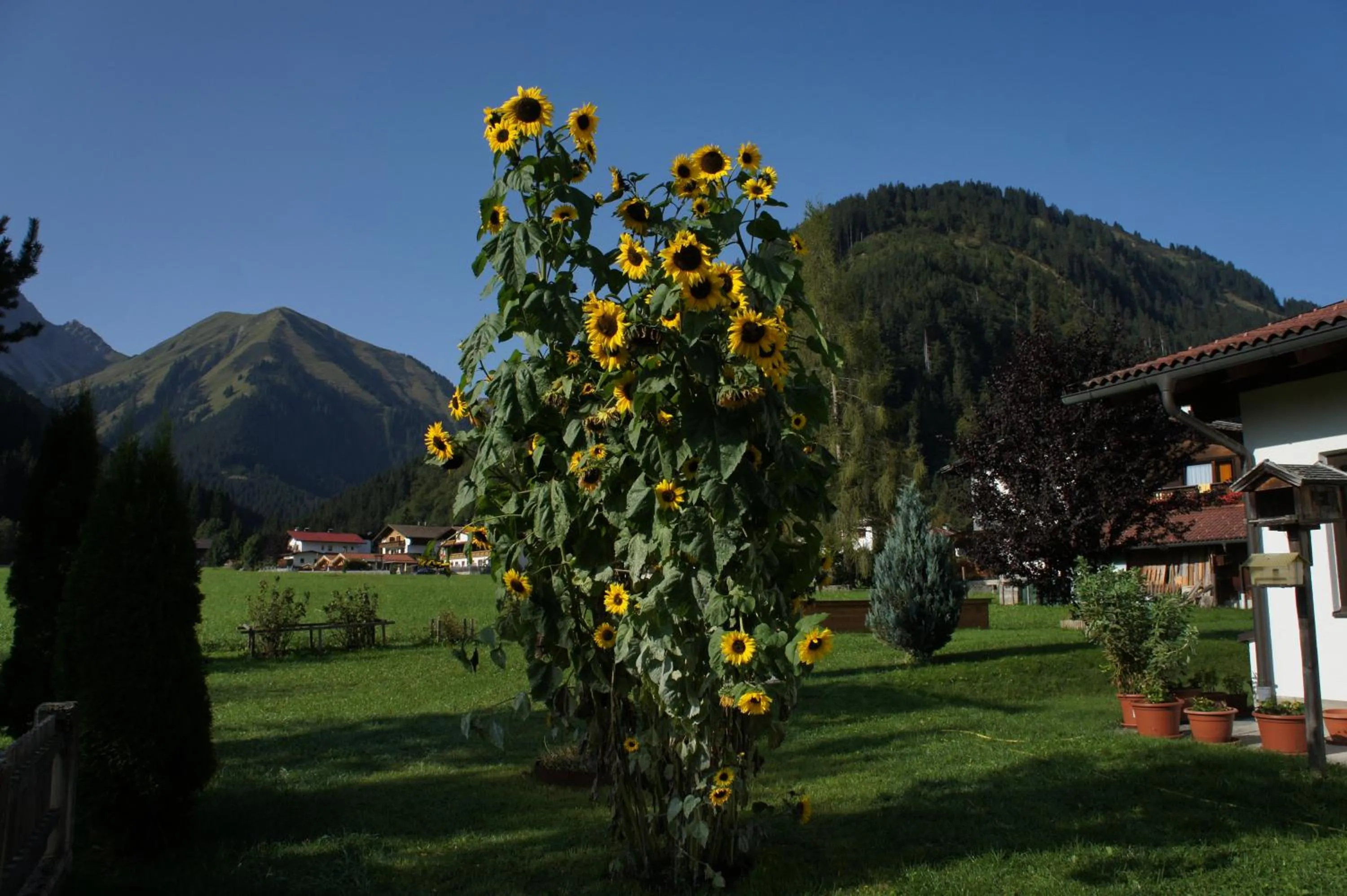 Natural landscape in Appartements Gärtner