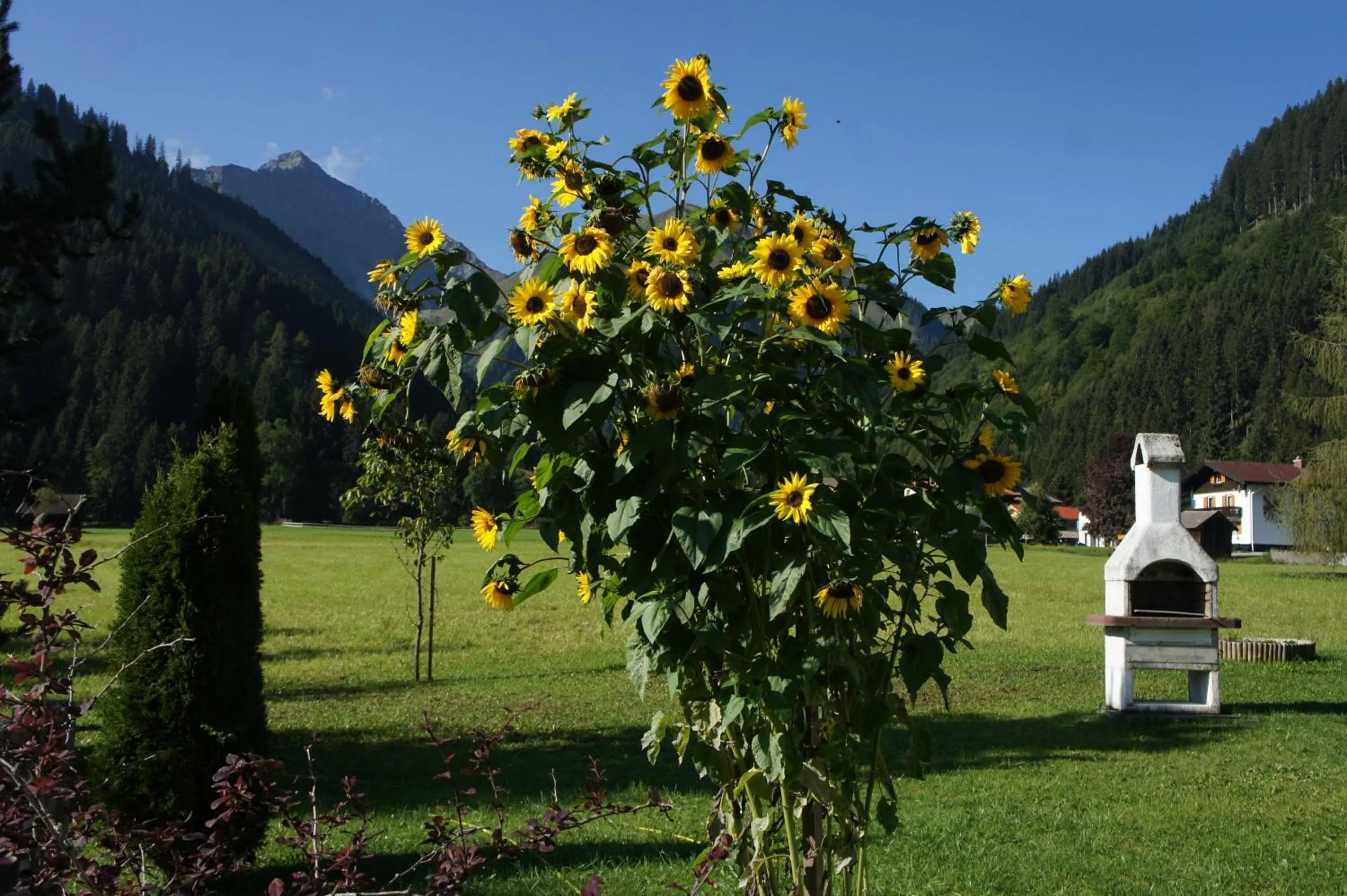 Natural landscape in Appartements Gärtner