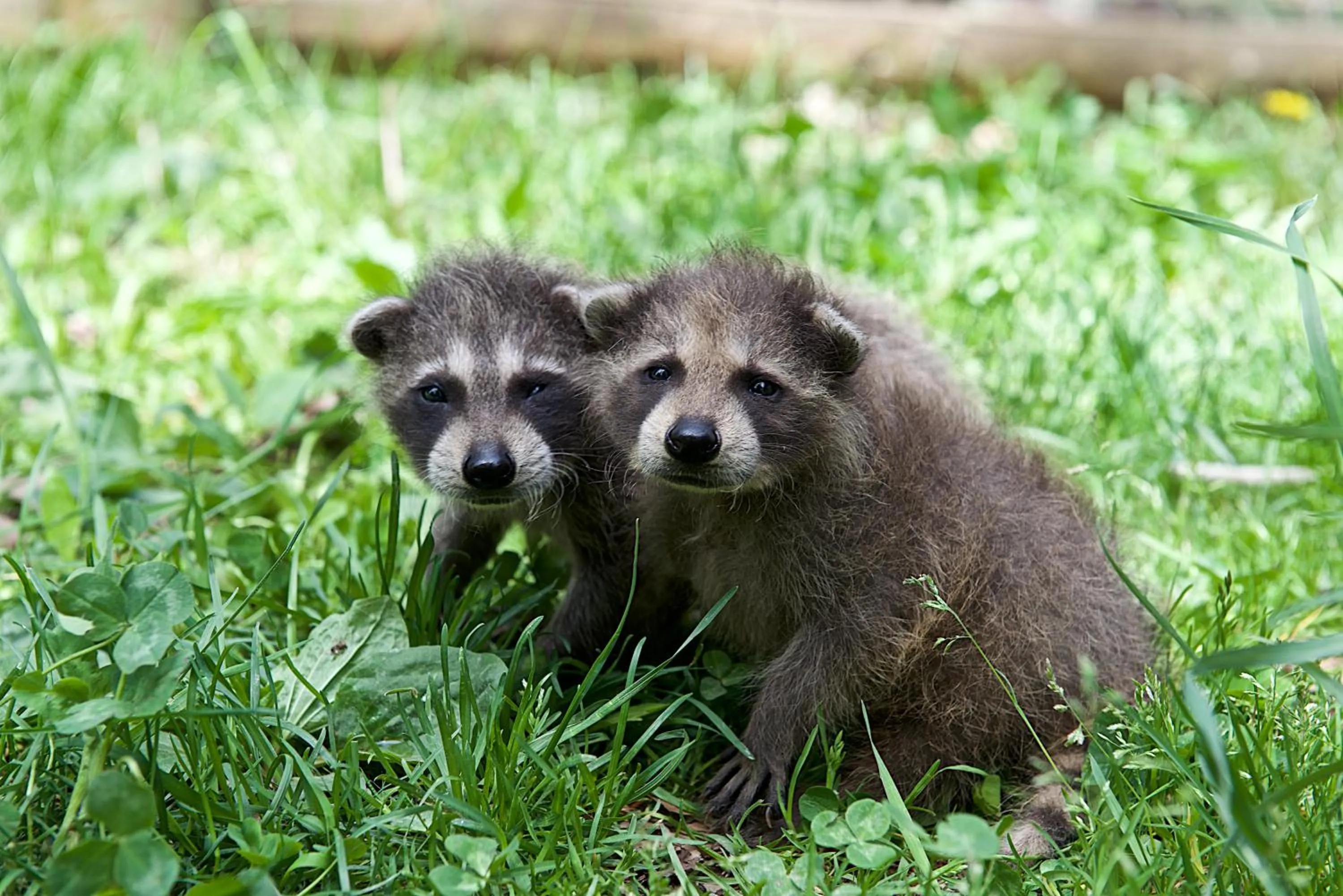 pet friendly in Parc Omega