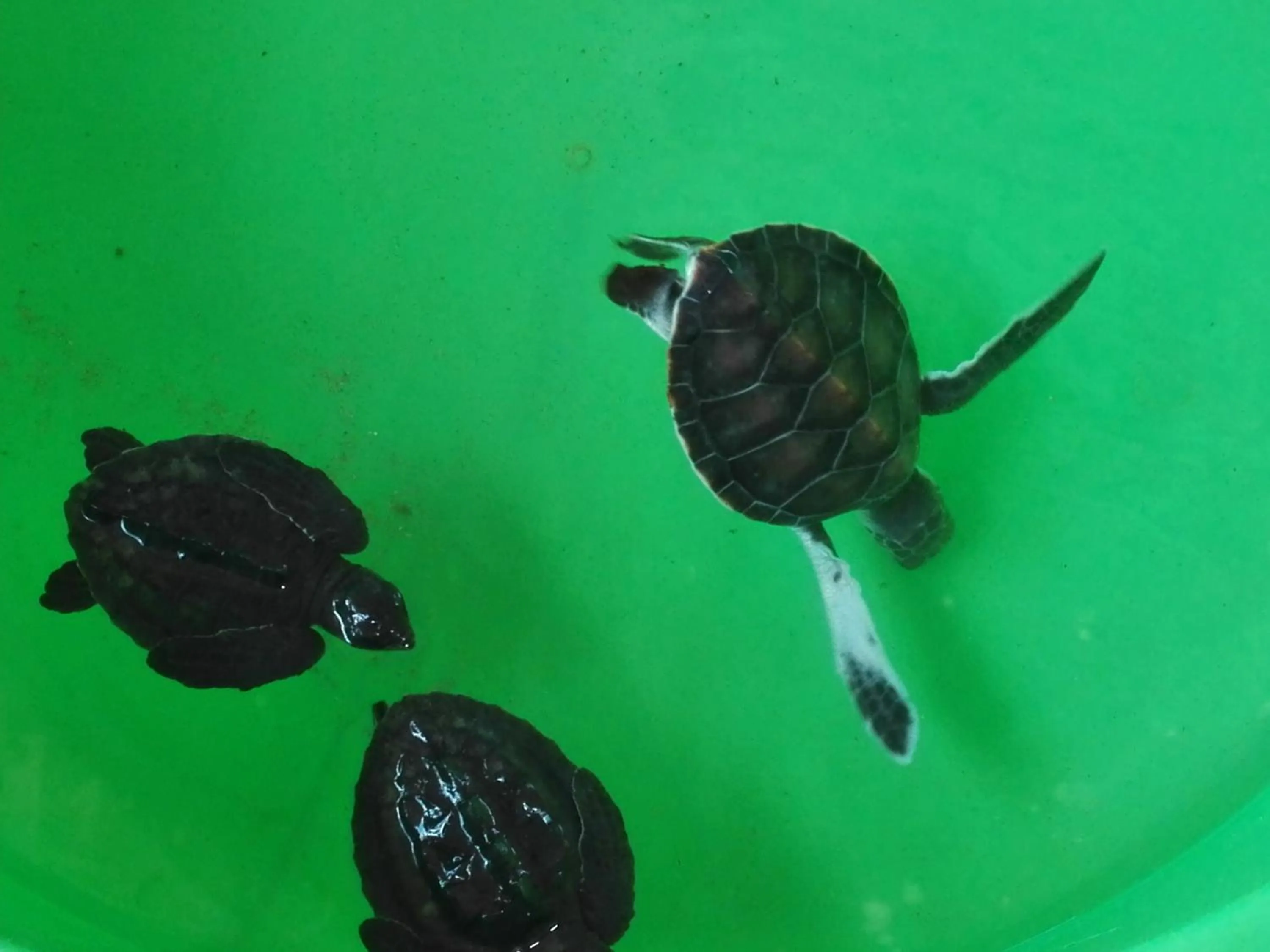 Living room in Neo Grand Villa