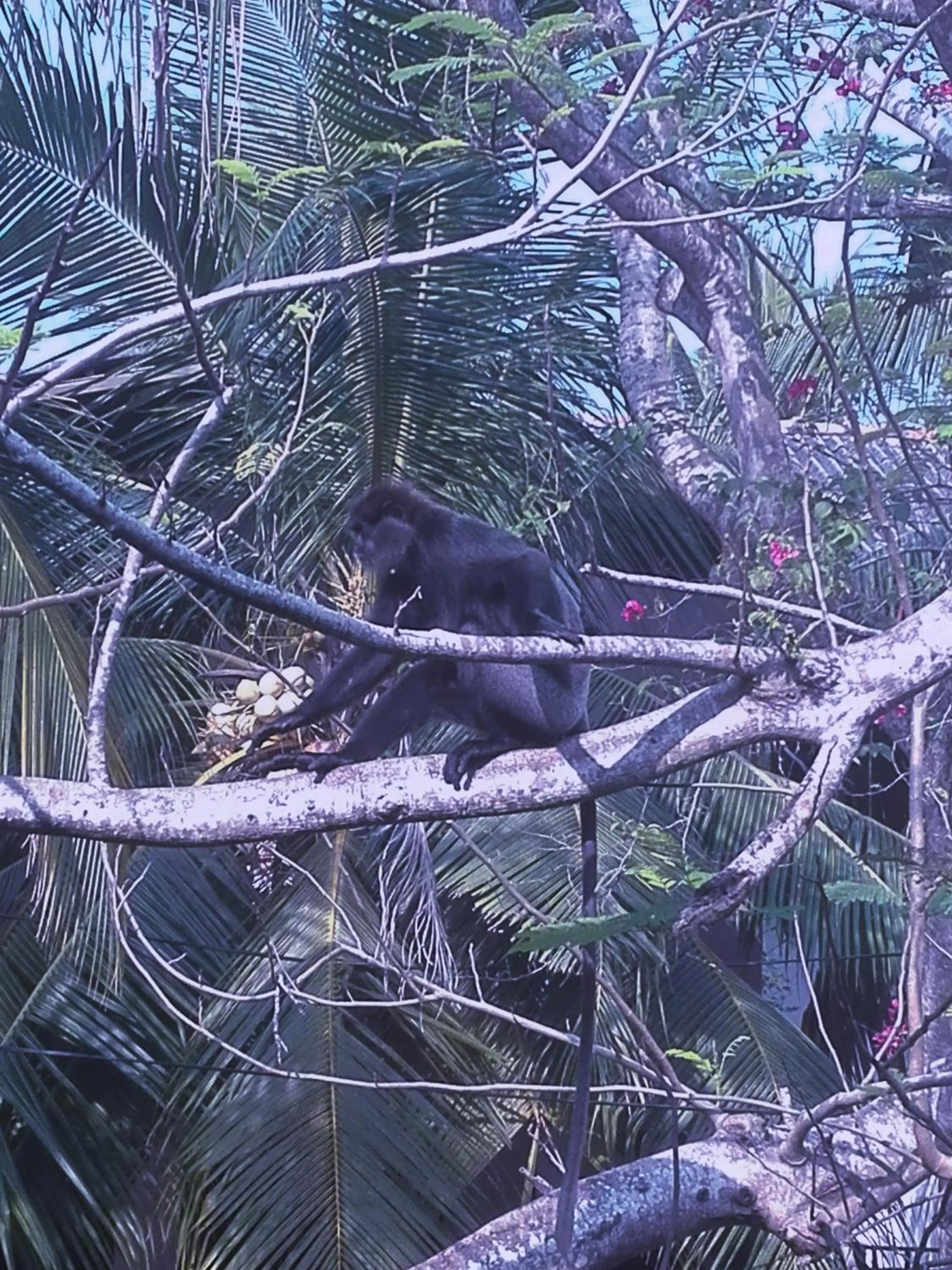 Animals in Neo Grand Villa