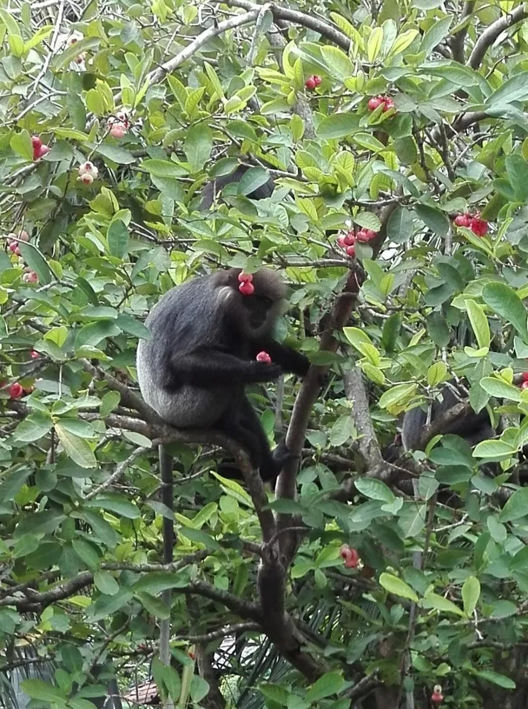 Animals in Neo Grand Villa