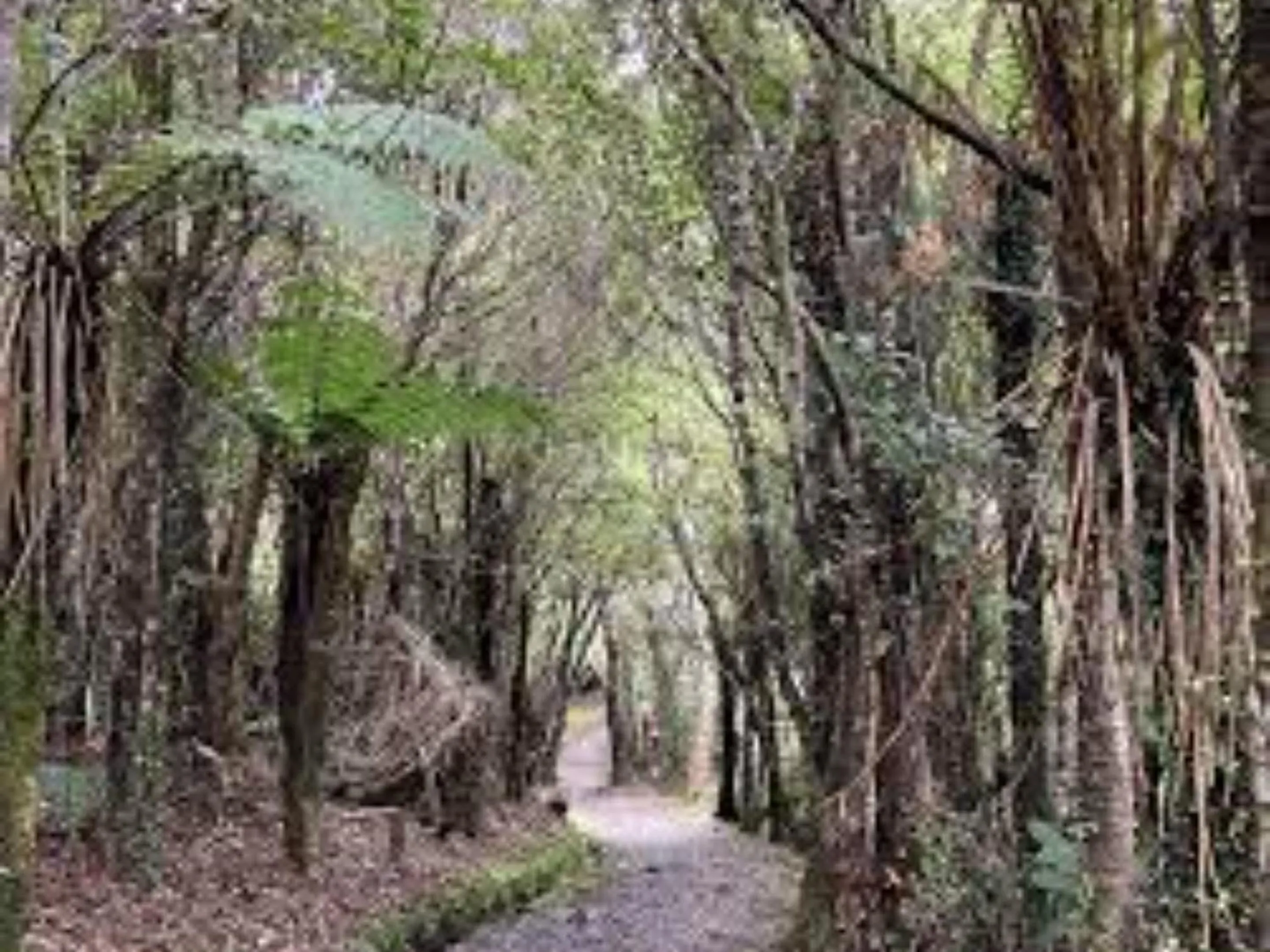 Hiking in Greymouth Kiwi Holiday Park & Motels