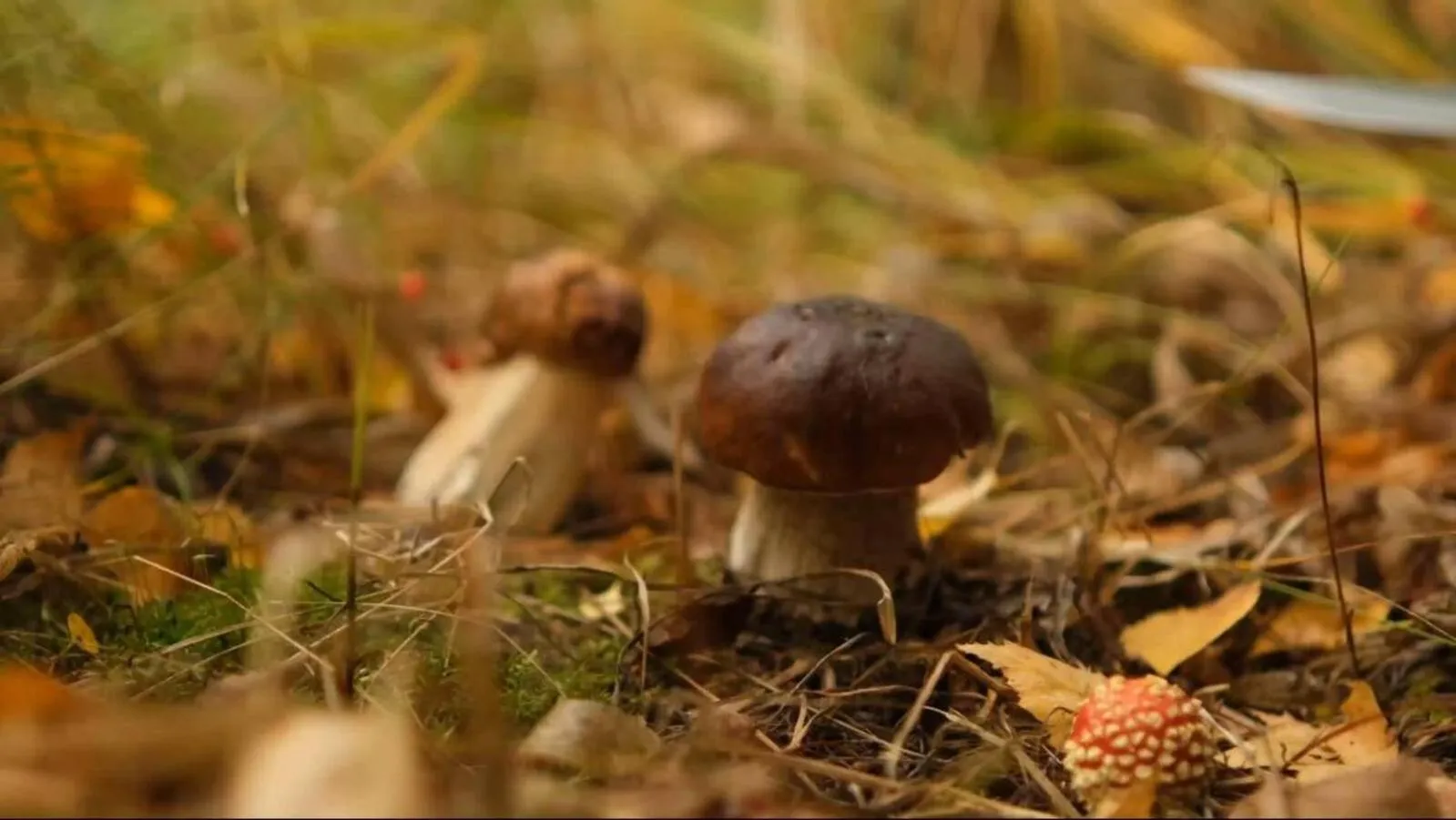 Activities in Punkaharju Resort