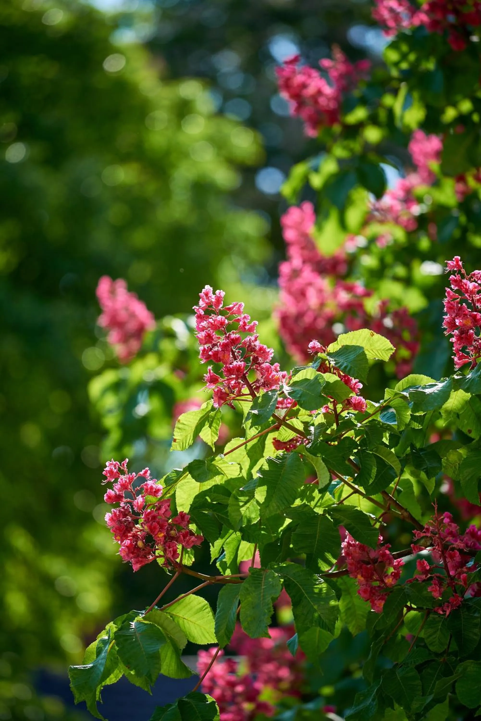 Garden in Gasthof Gigl