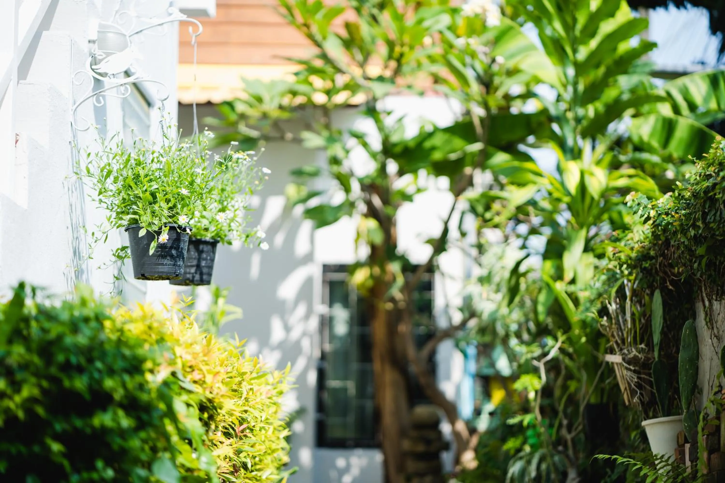 Garden in Sabuy Chiangmai