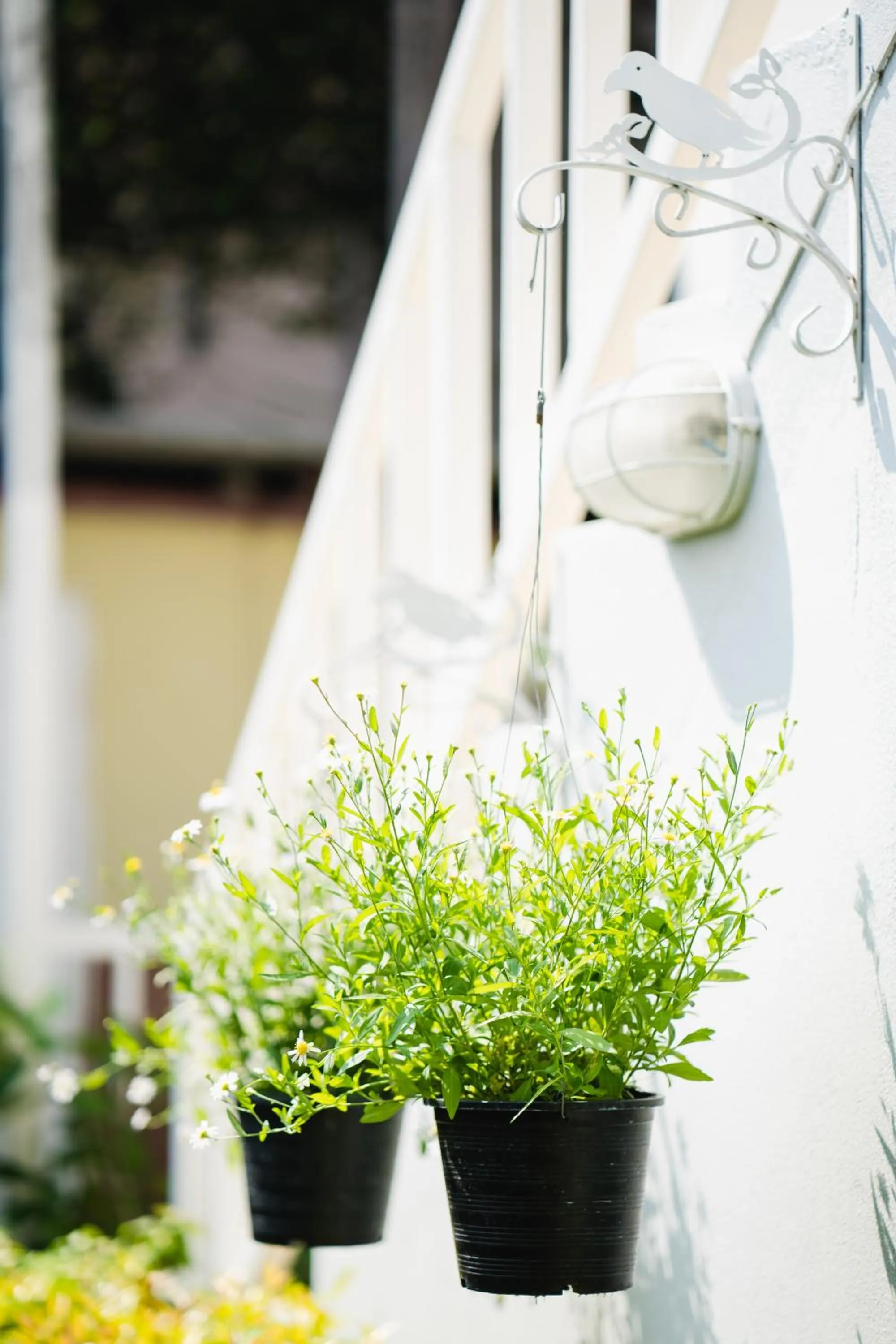 Garden in Sabuy Chiangmai