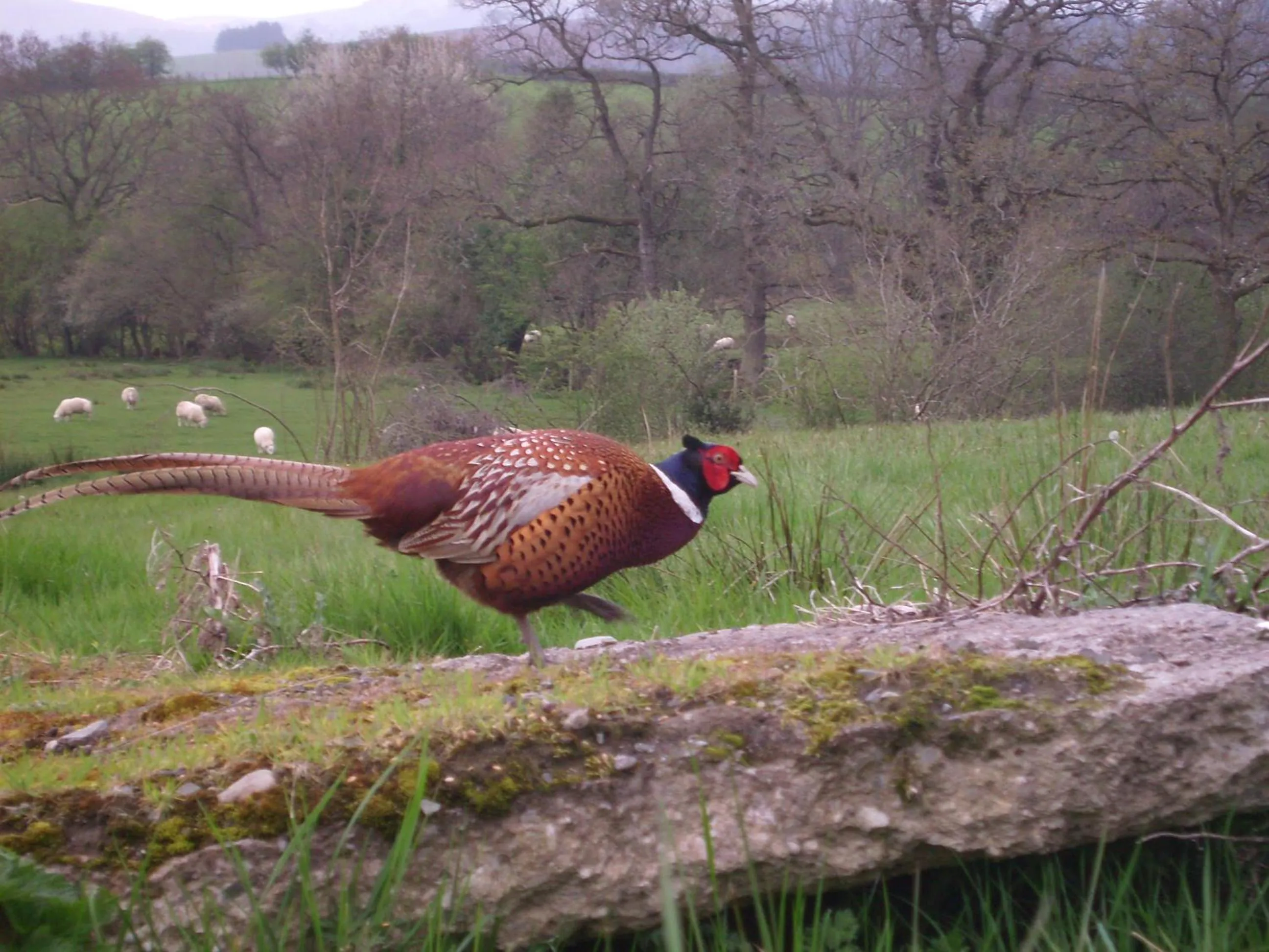 Smithfield Farm Bed & Breakfast