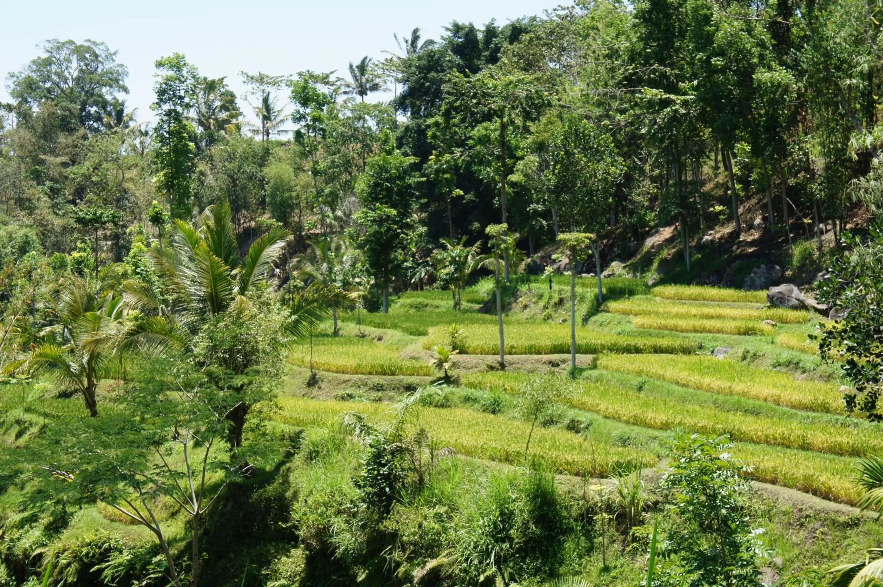 Hiking in Tetebatu Flush Harmony