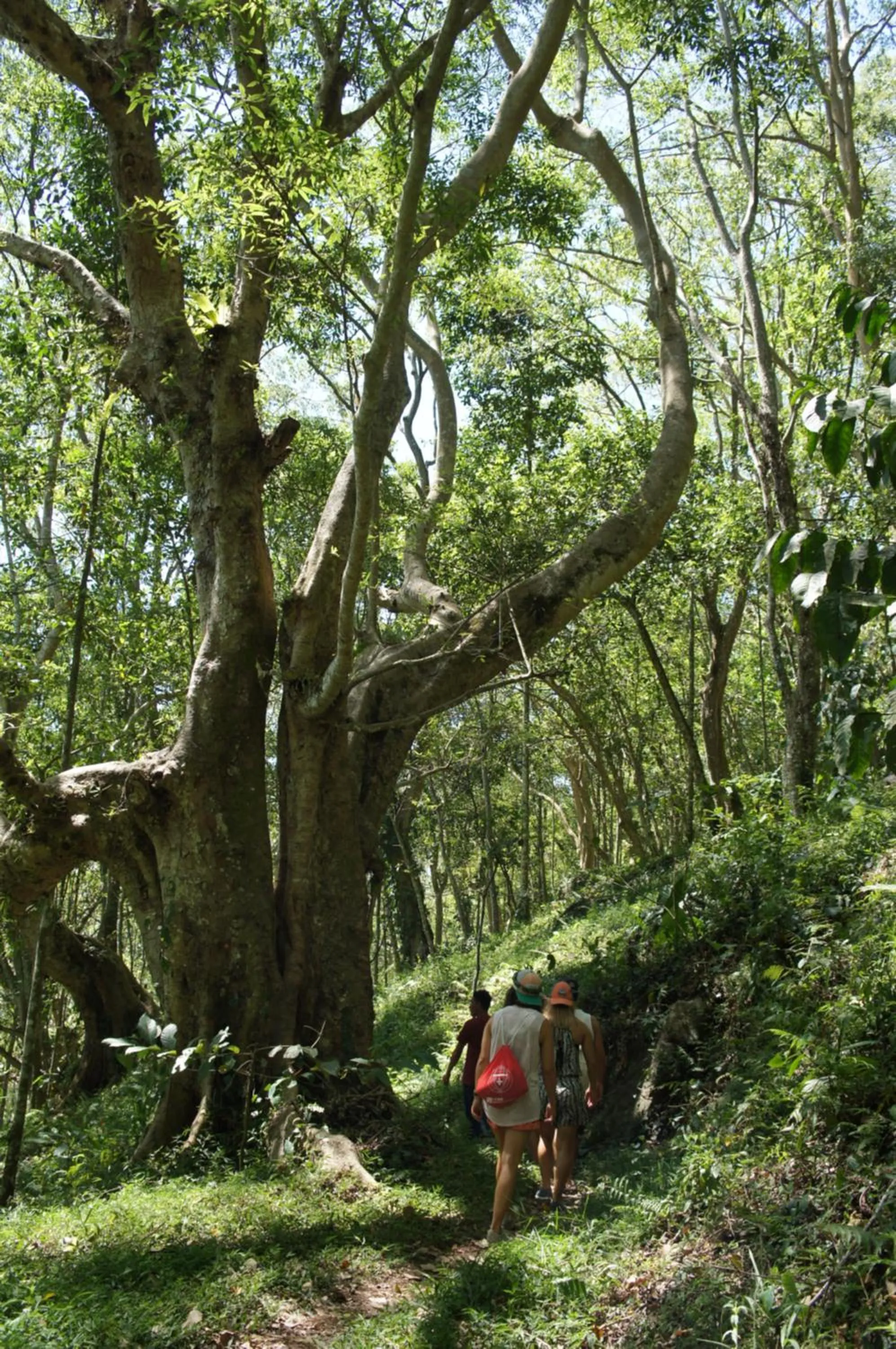 Tetebatu Flush Harmony