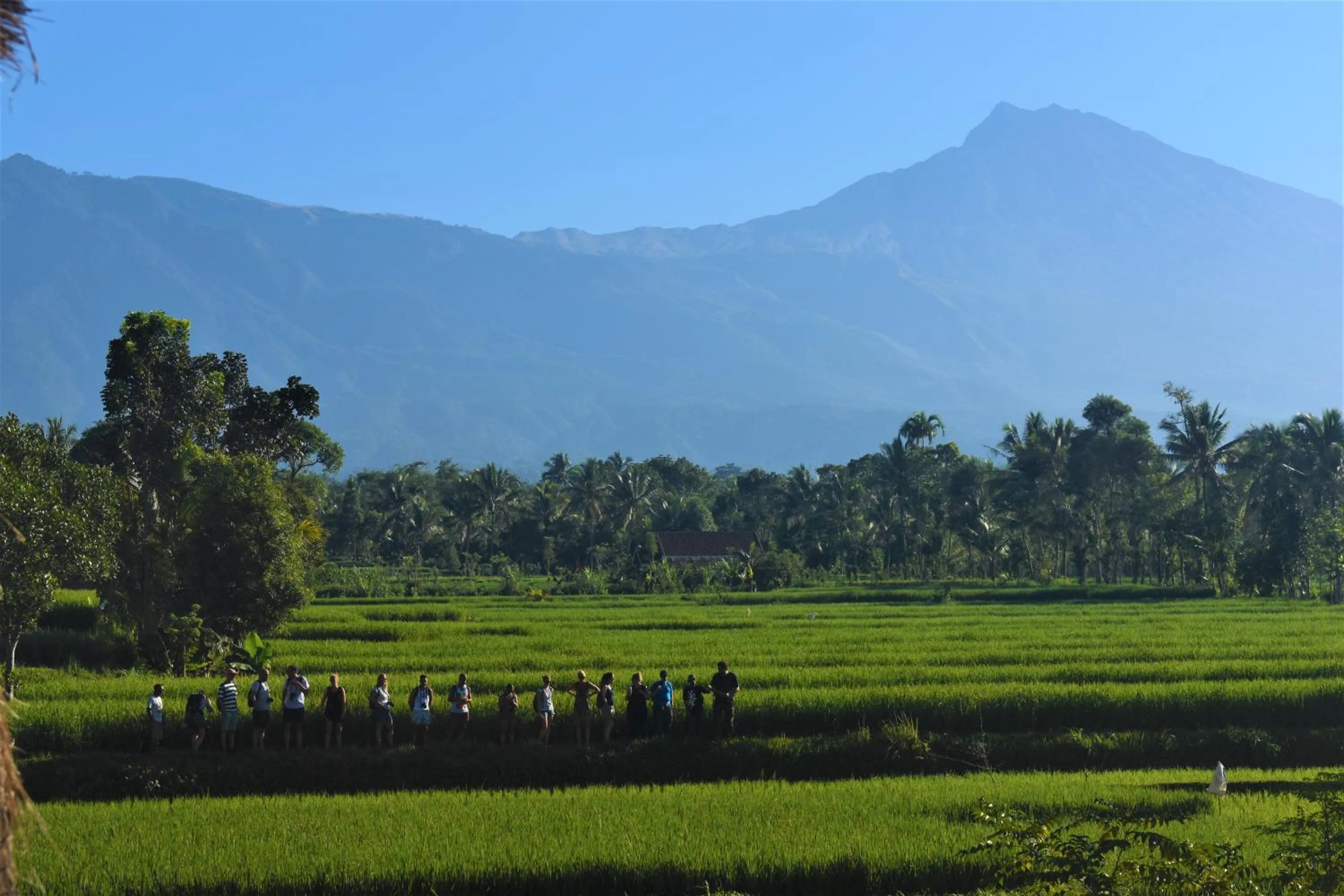 Tetebatu Flush Harmony