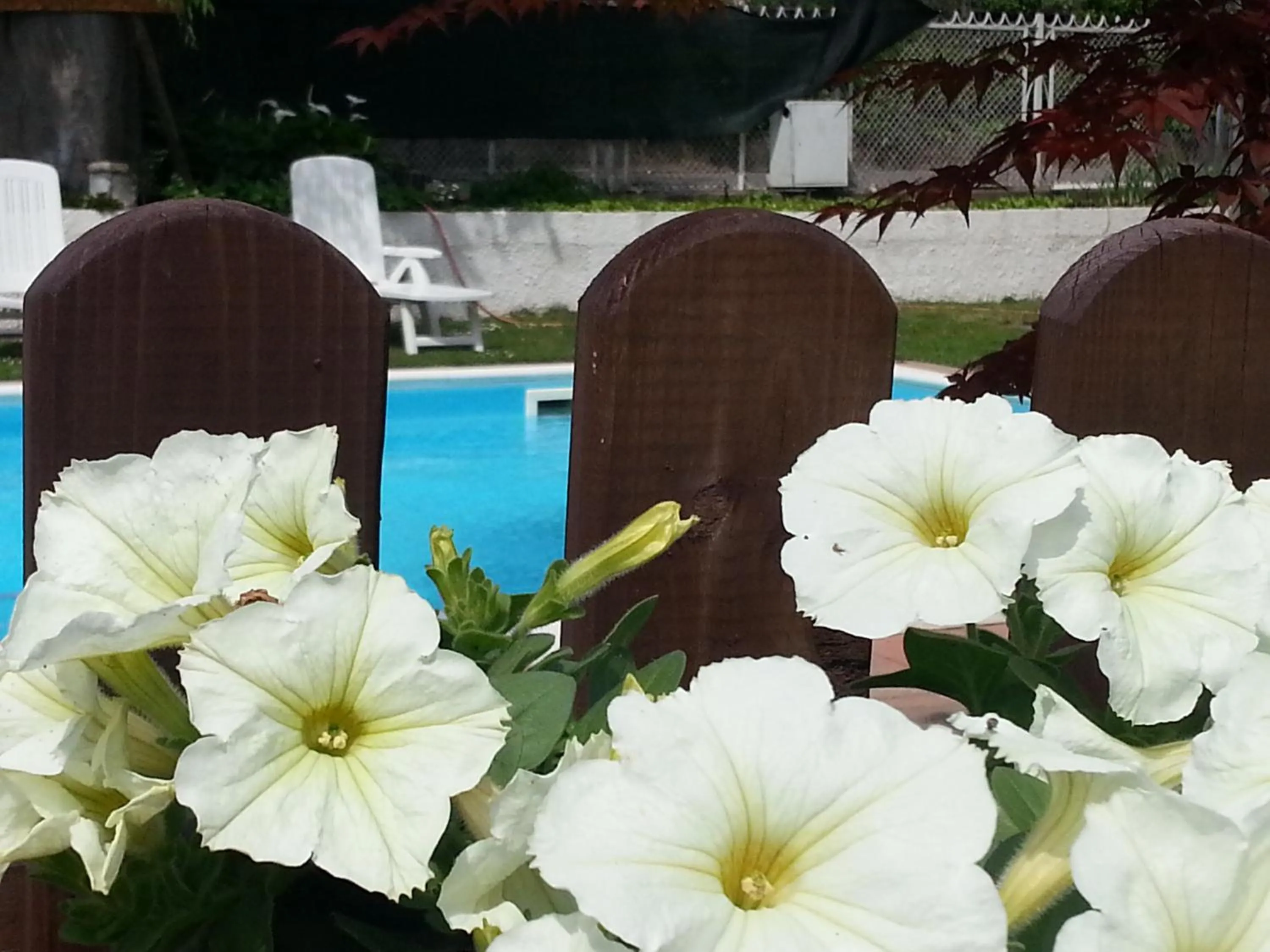 Garden in B&B Desenzano