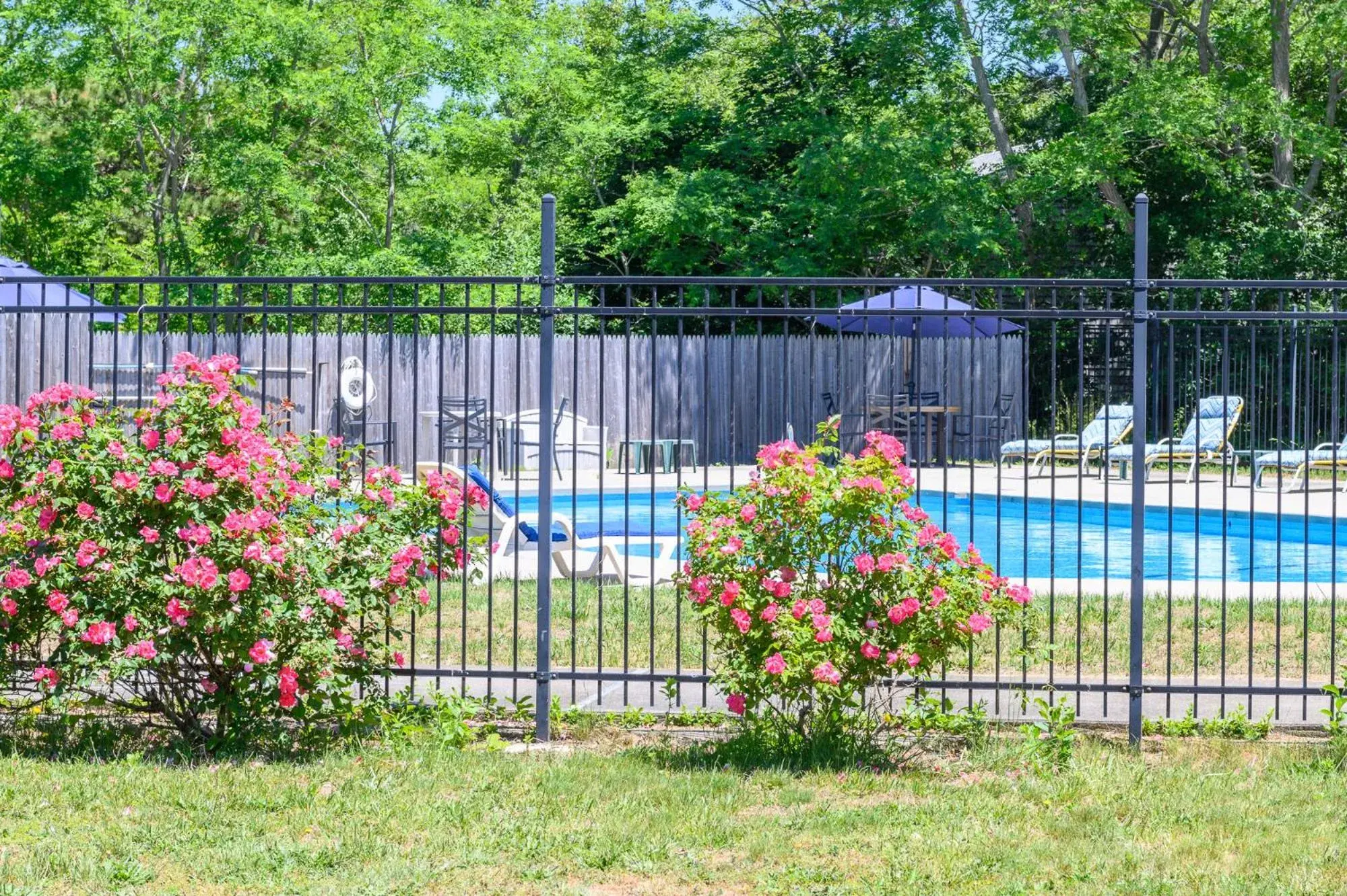 Swimming pool in Blue Dolphin Inn Swimming pool in Blue Dolphin Inn