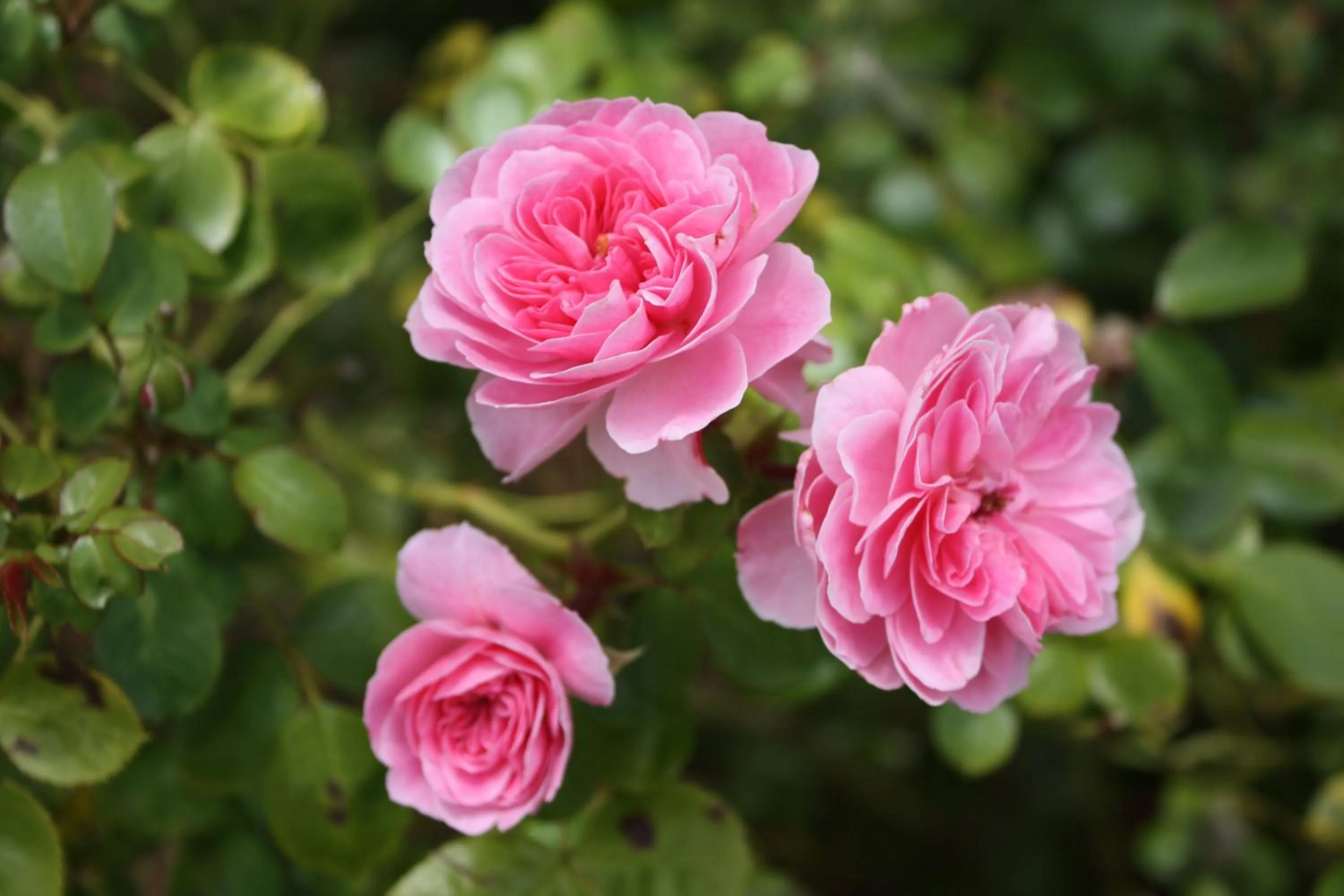 Westbury Gingerbread Cottages
