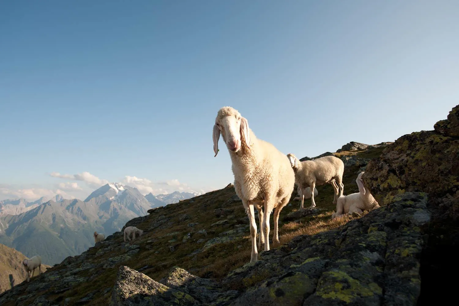 Animals in Alpenpension Pfurtscheller