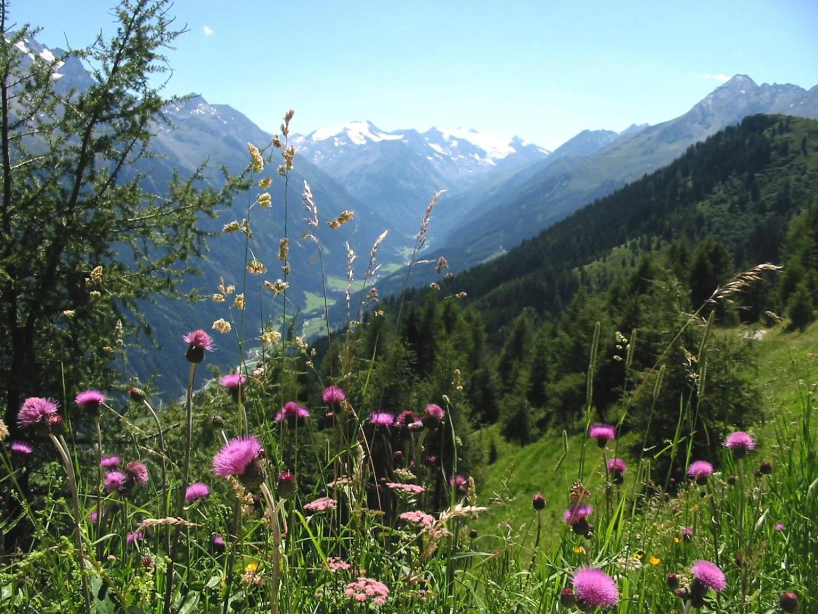 Day in Alpenpension Pfurtscheller