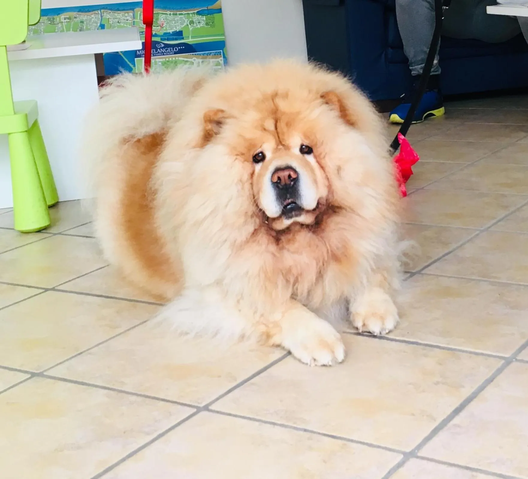 Pets in Michelangelo Holiday & Family Resort