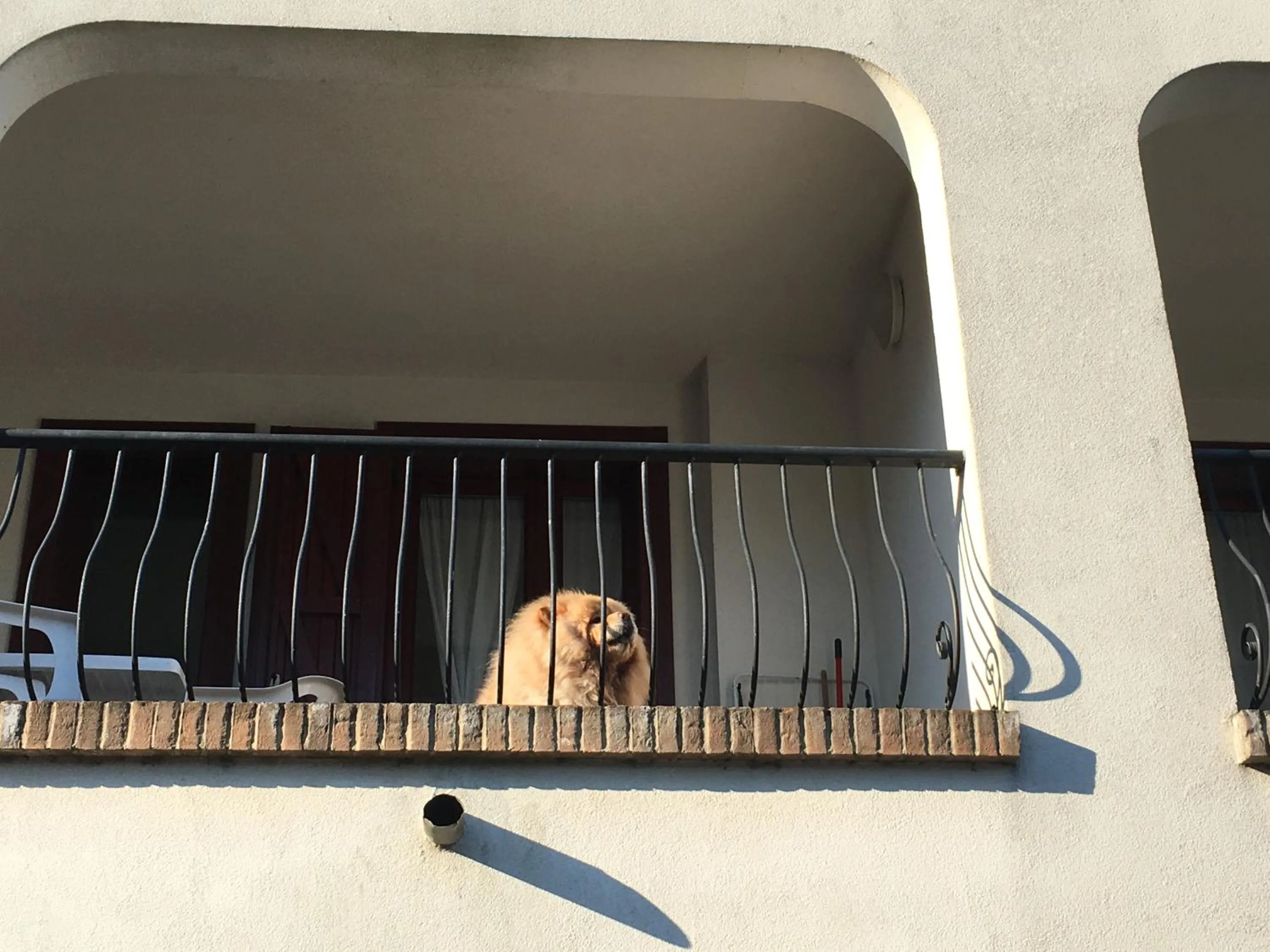 Pets in Michelangelo Holiday & Family Resort