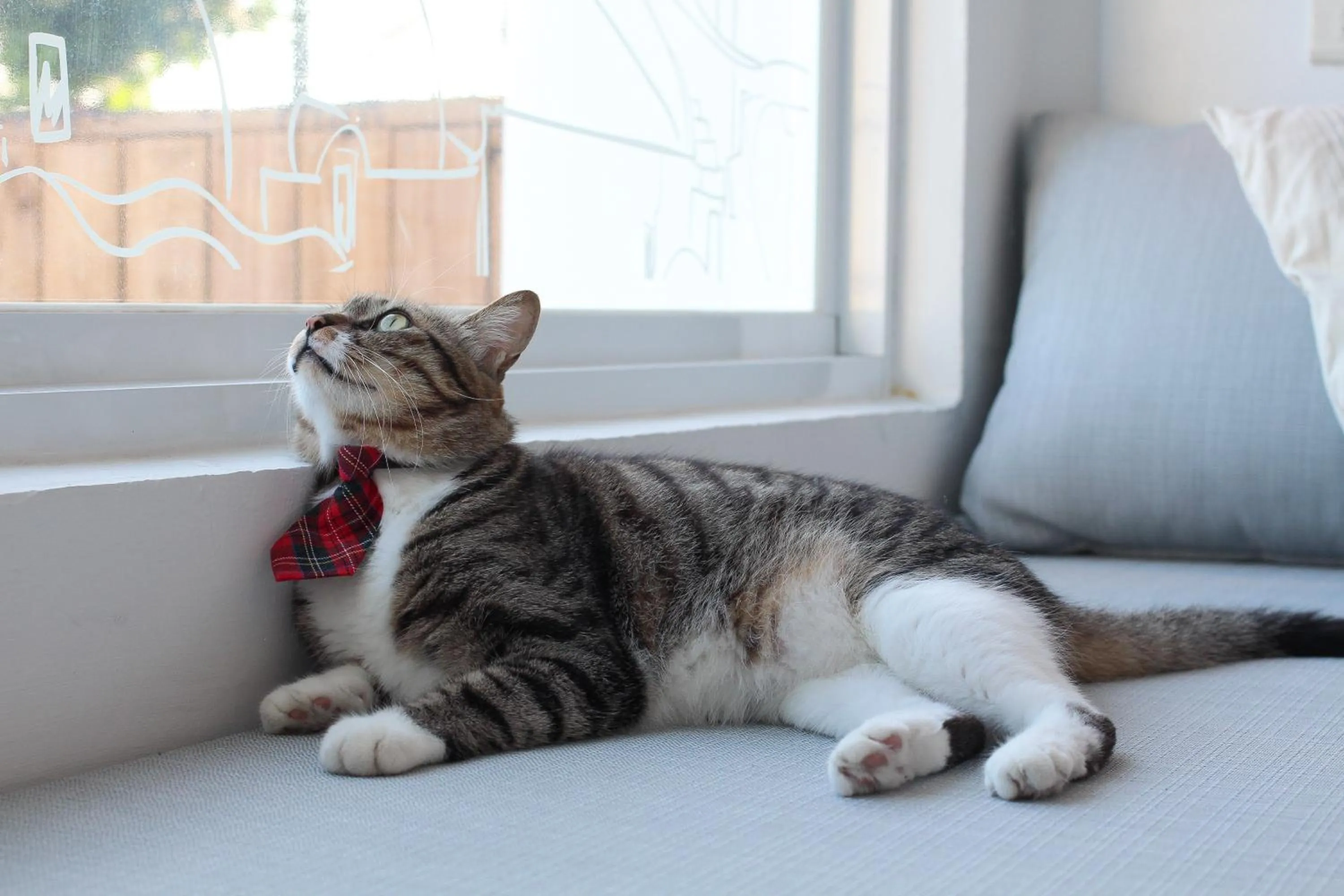 Property building in Cat at Greece