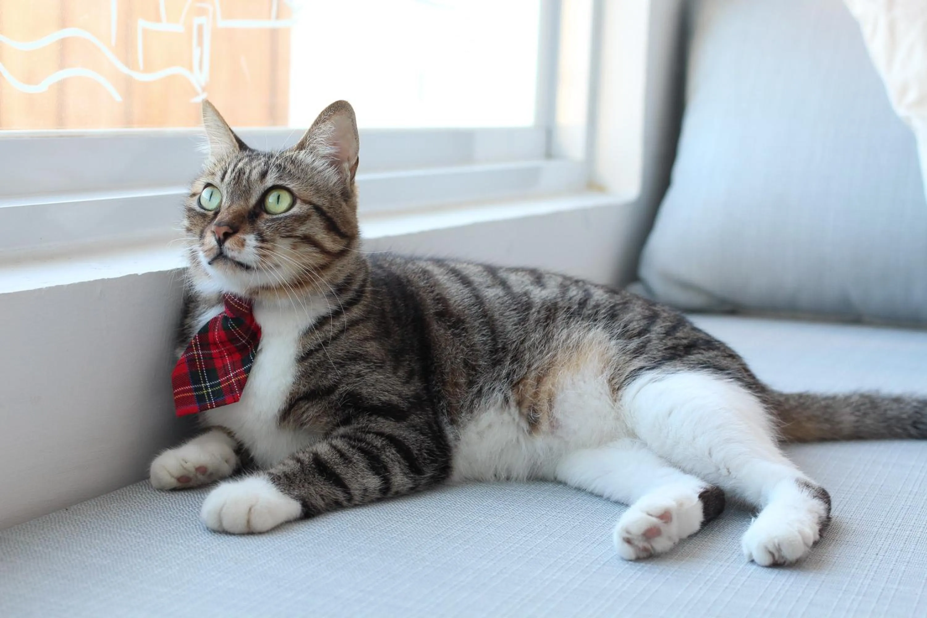 Pets in Cat at Greece