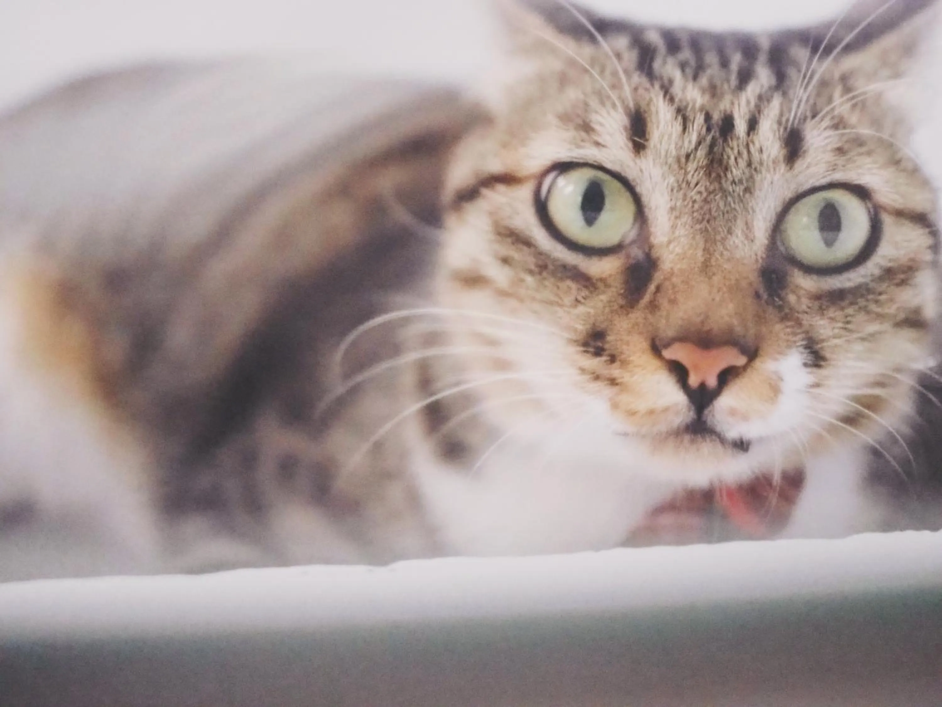 Pets in Cat at Greece