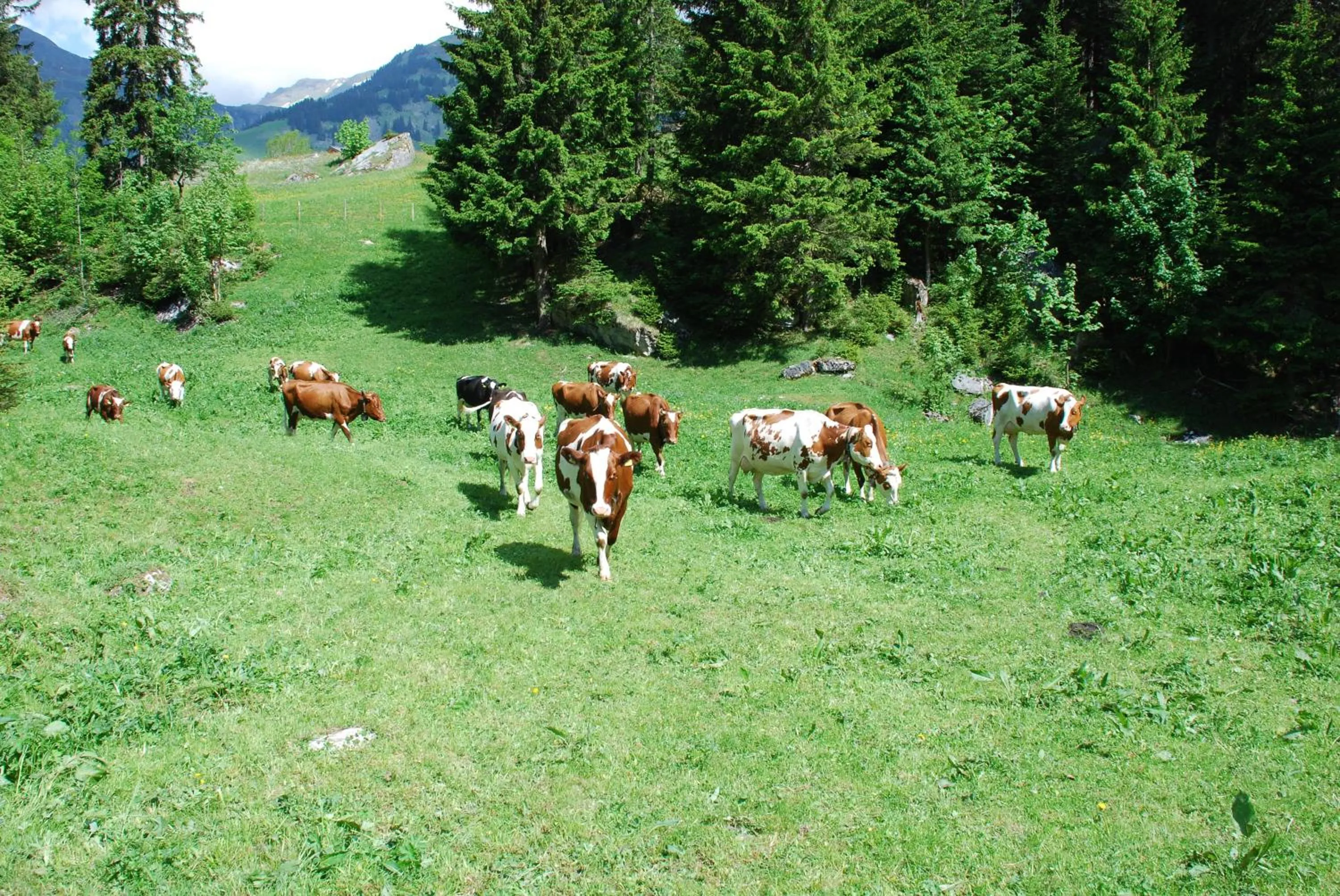 Other in Hotel Blümlisalp