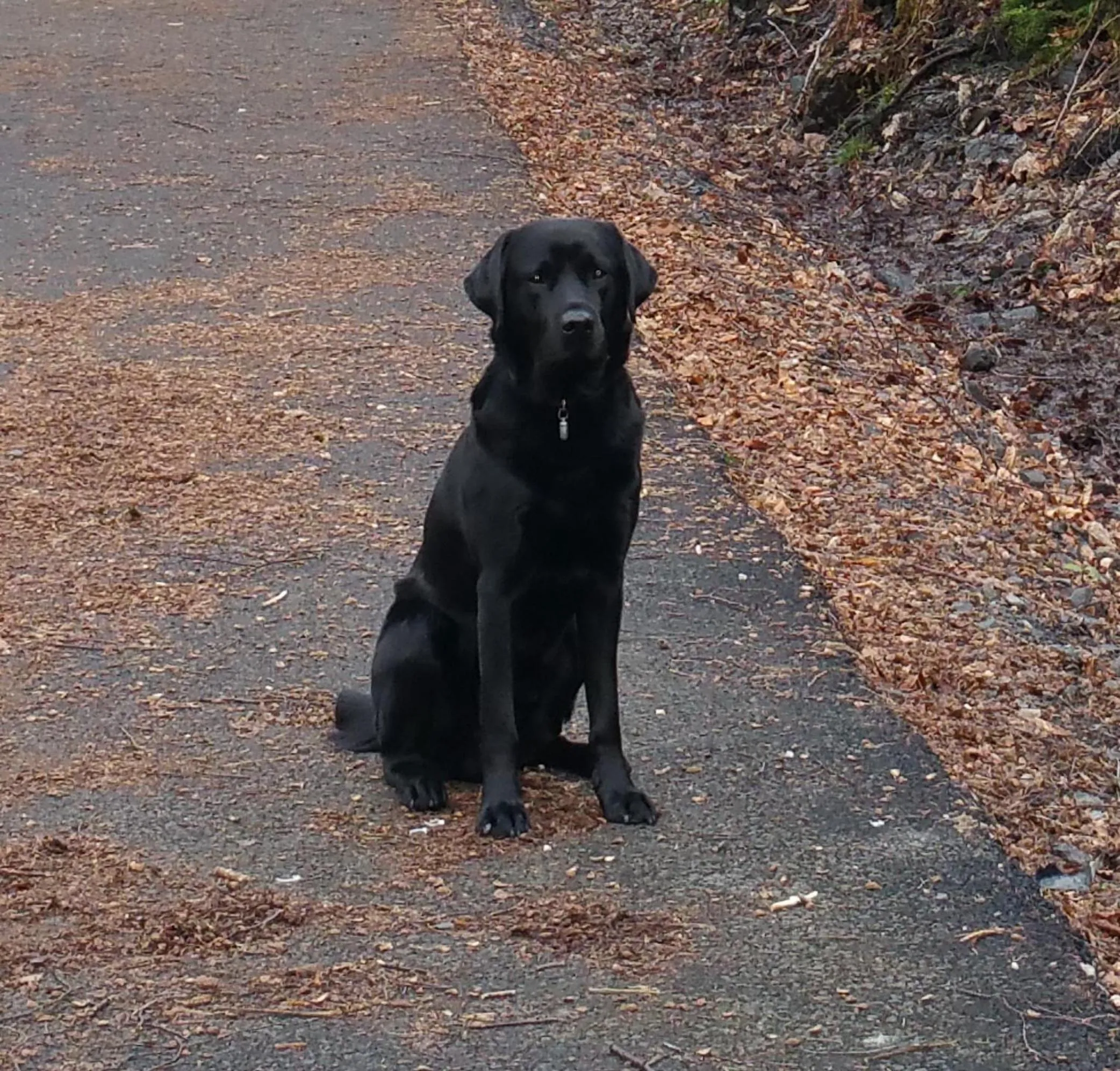 Pets in The Four Seasons Hotel