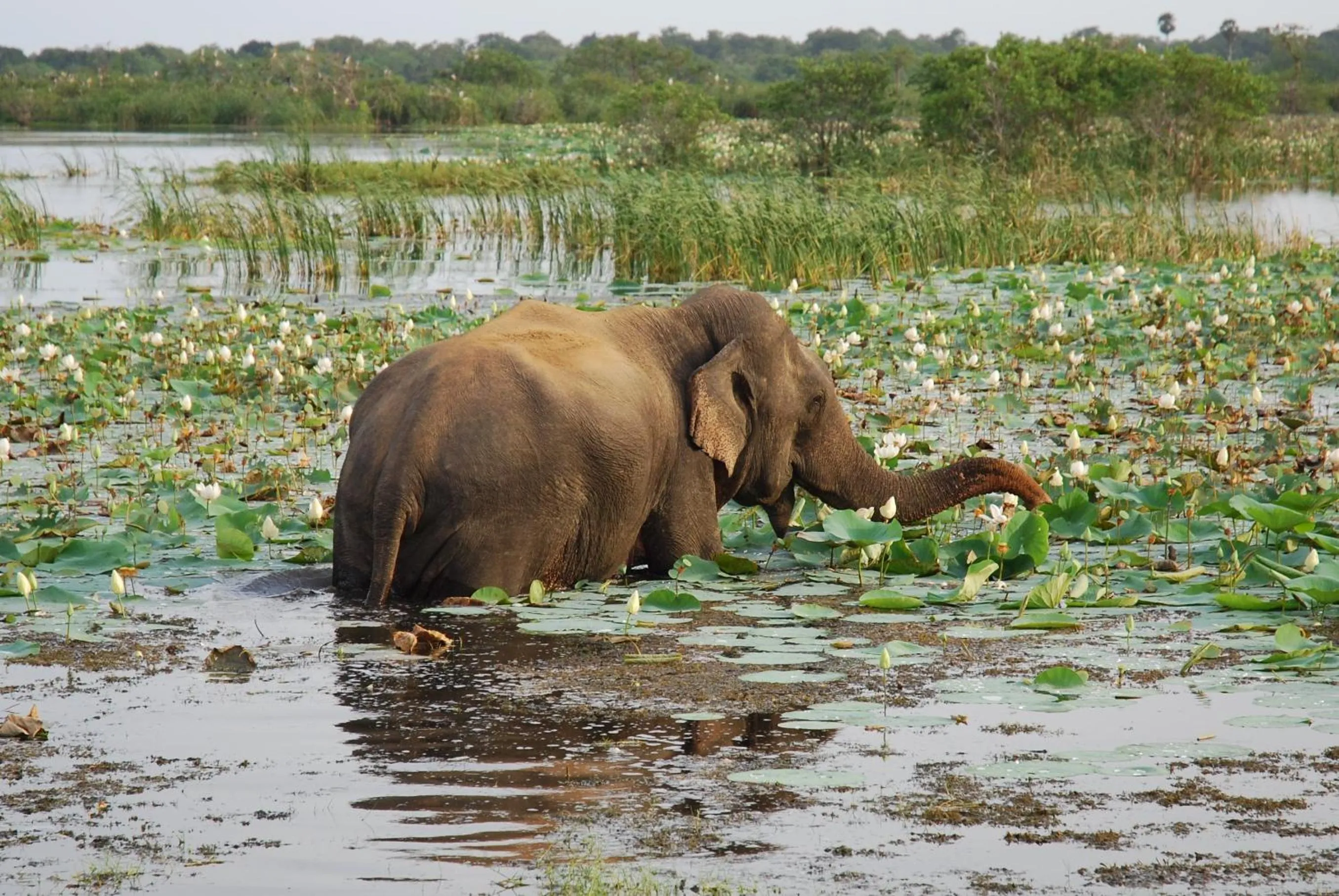 Lake view in De Perla Resort