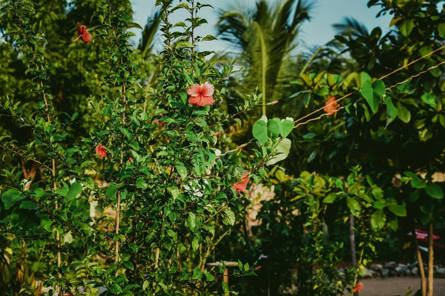 Garden in De Perla Resort