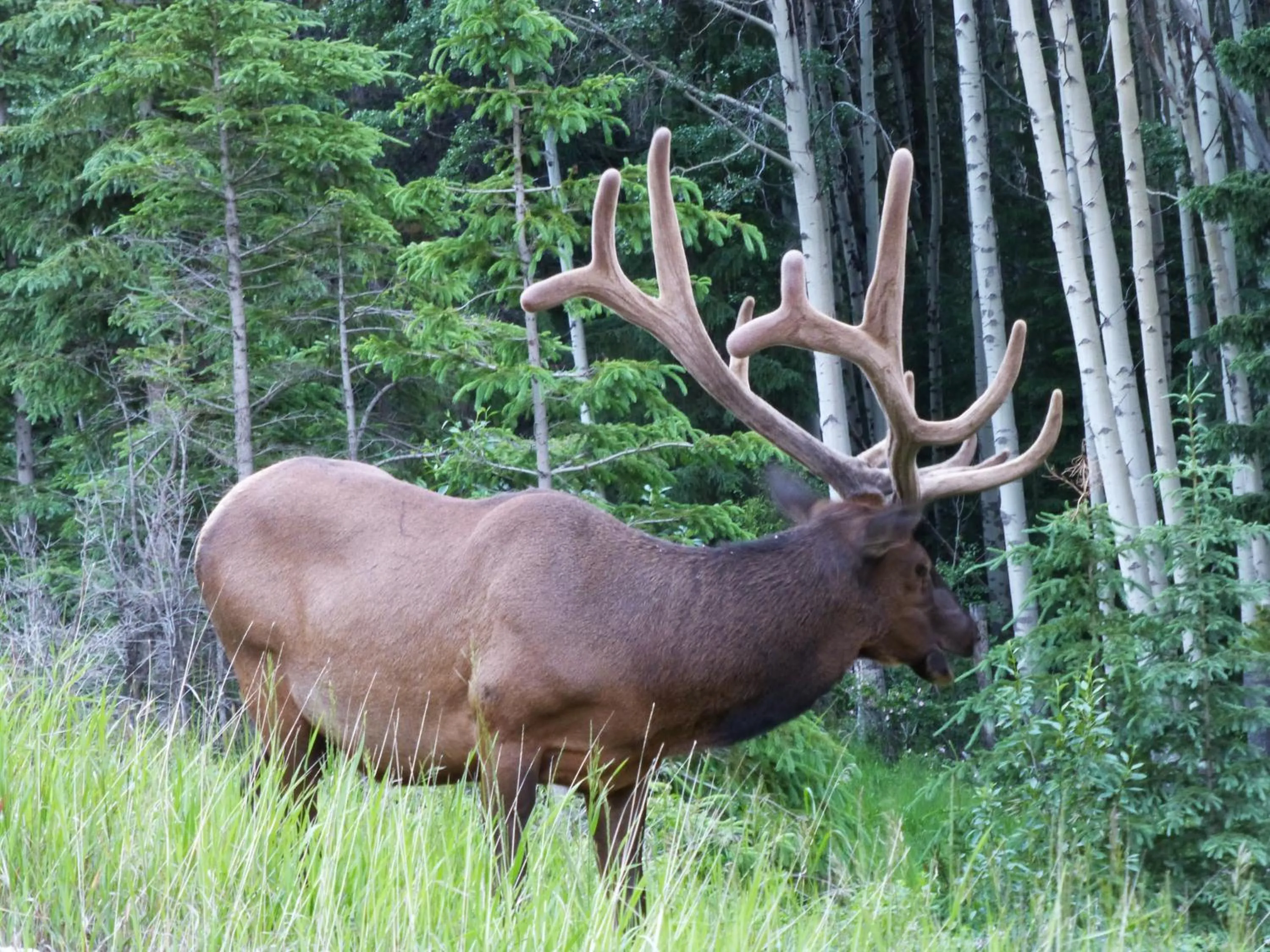 Animals in Mica Mountain Lodge & Log Cabins