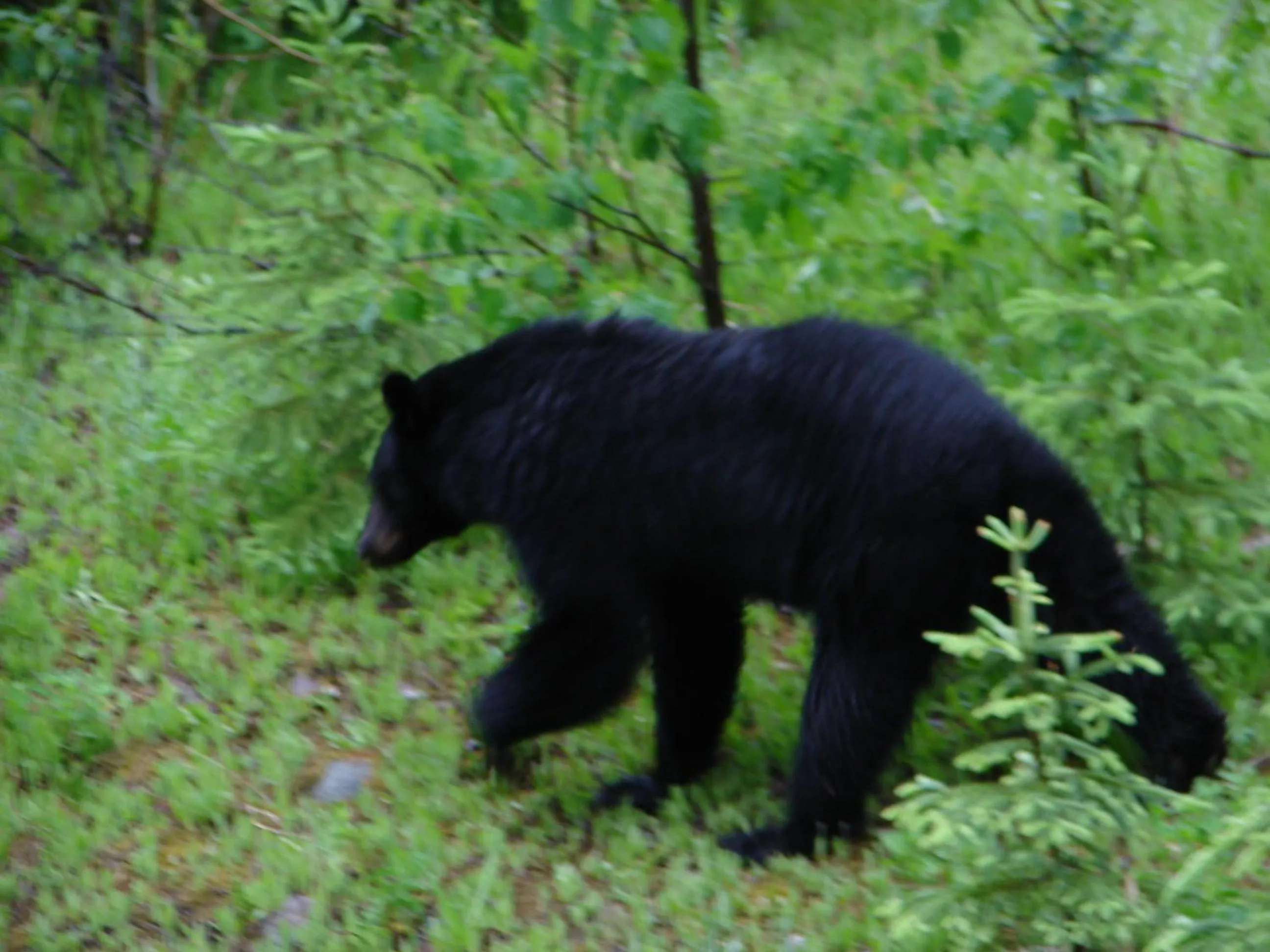 Animals in Mica Mountain Lodge & Log Cabins
