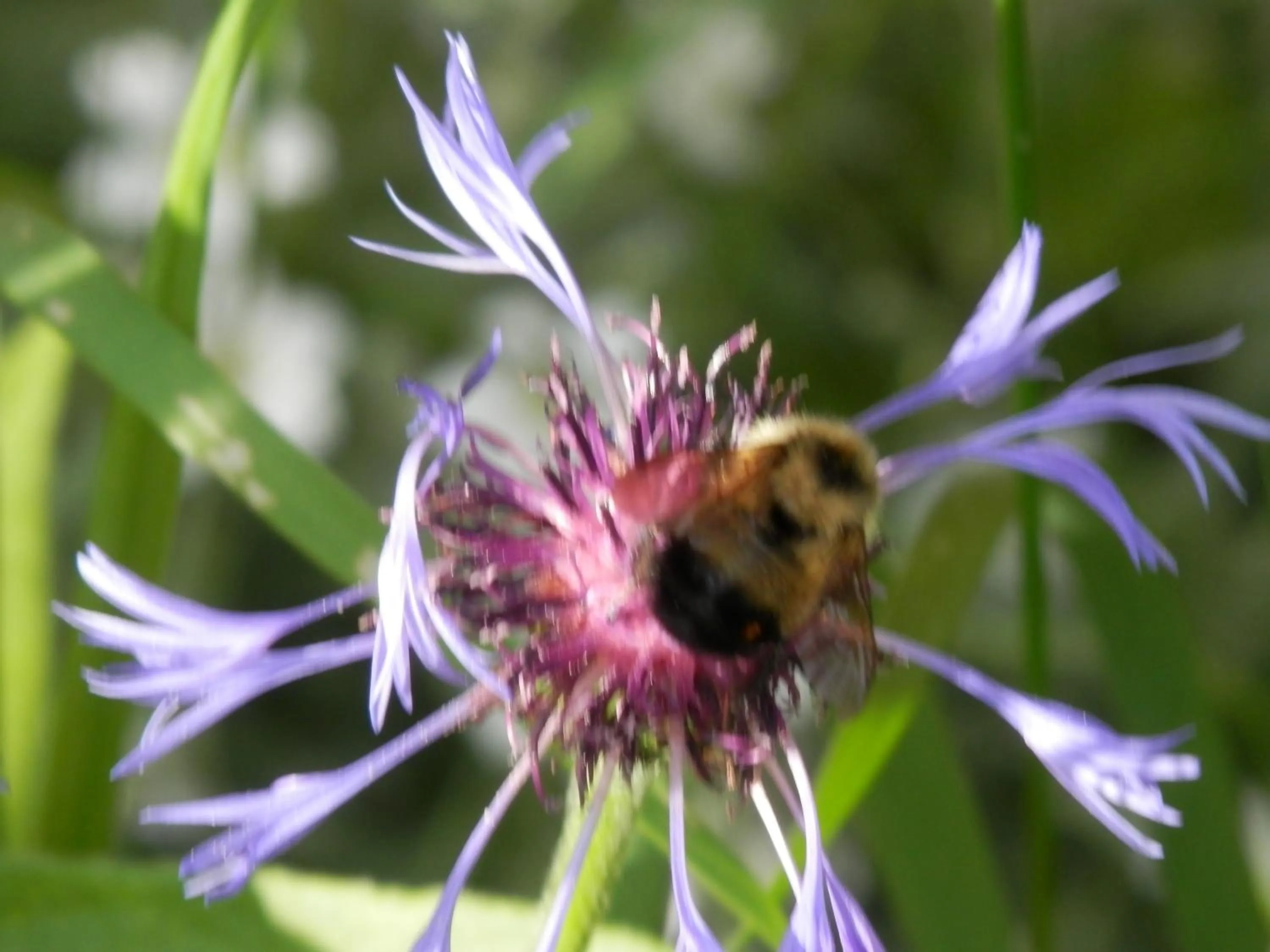 Garden in Mica Mountain Lodge & Log Cabins