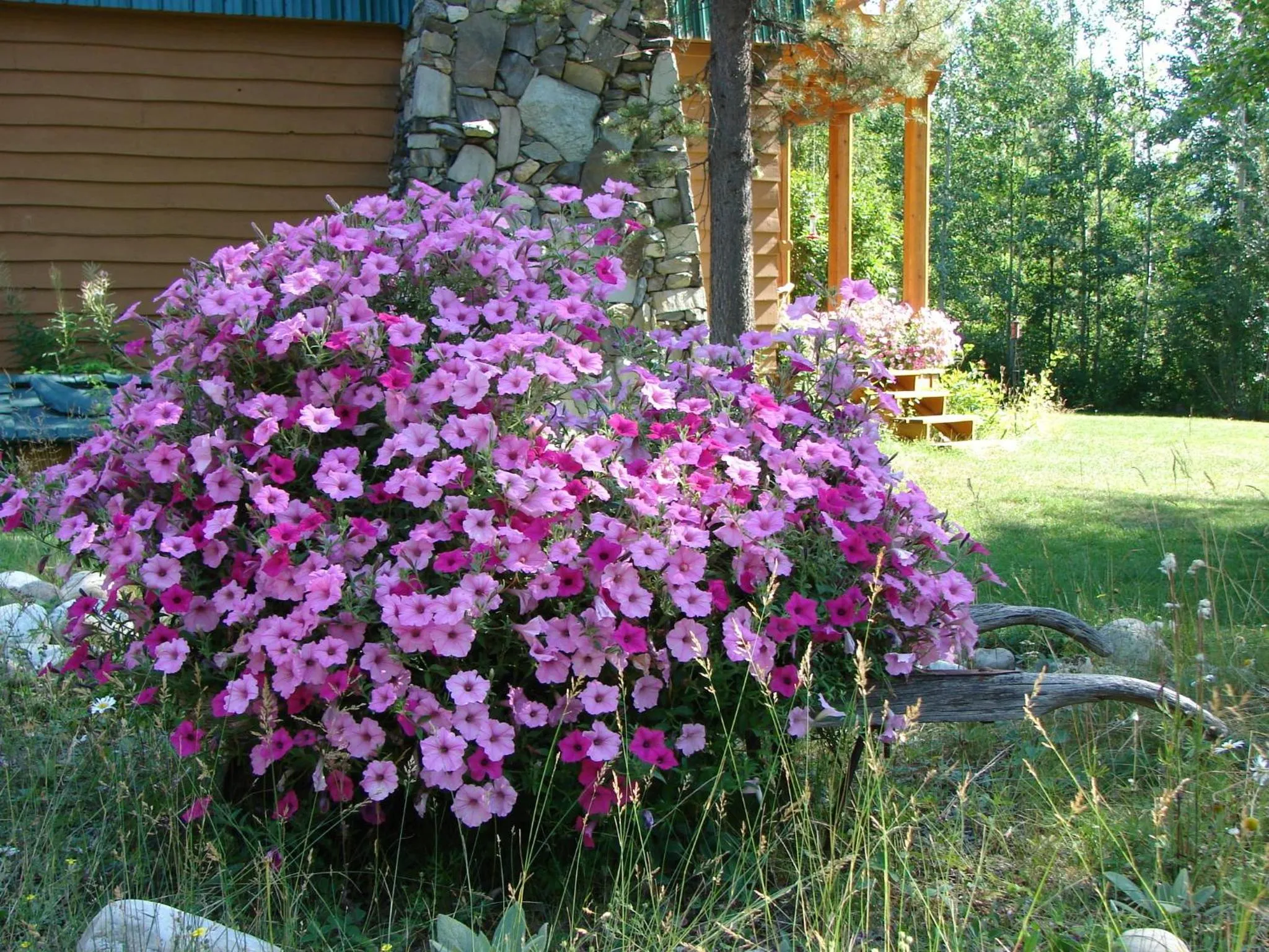 Garden in Mica Mountain Lodge & Log Cabins