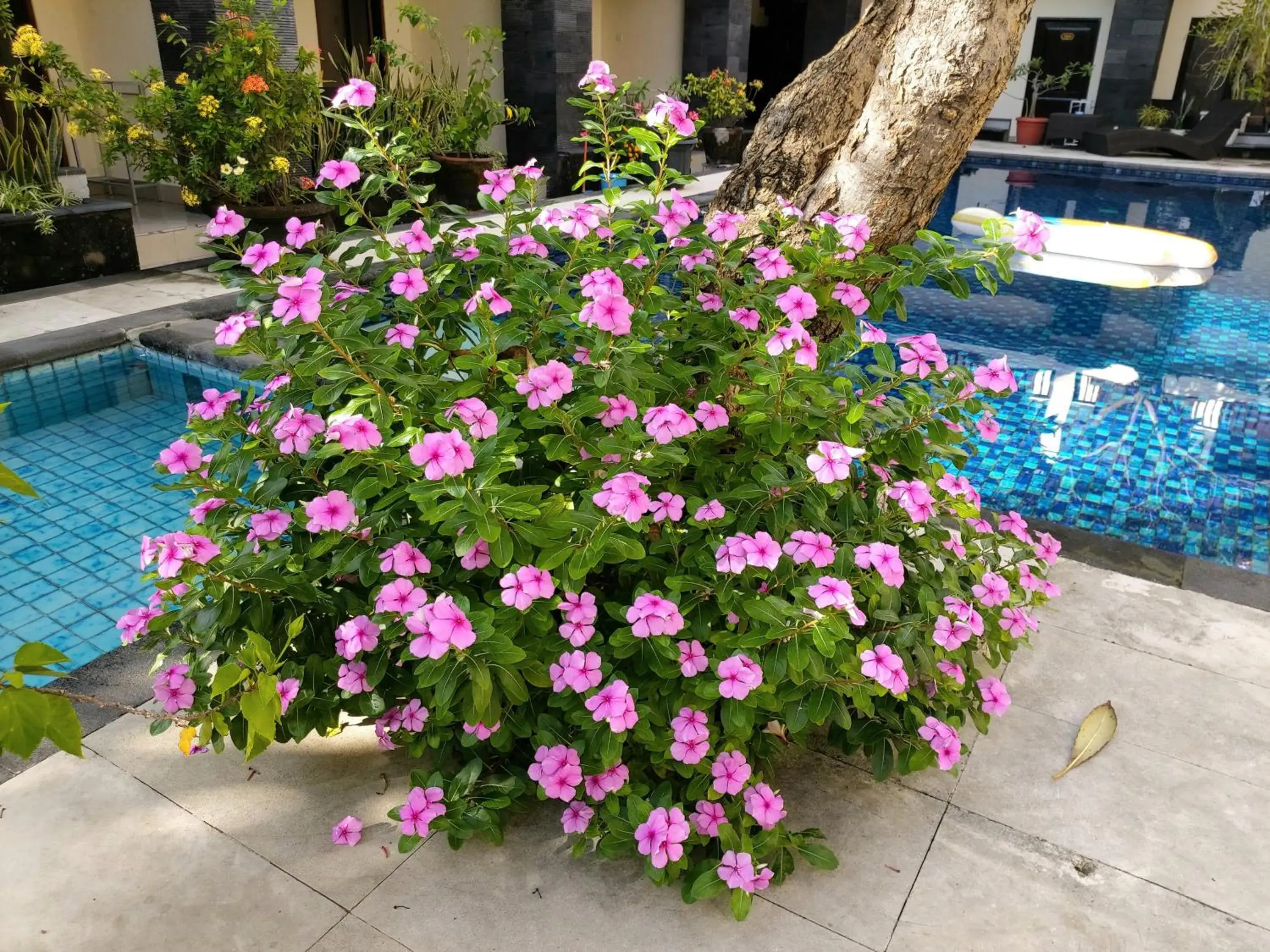 Swimming pool in Radha Bali Hotel Swimming pool in Radha Bali Hotel