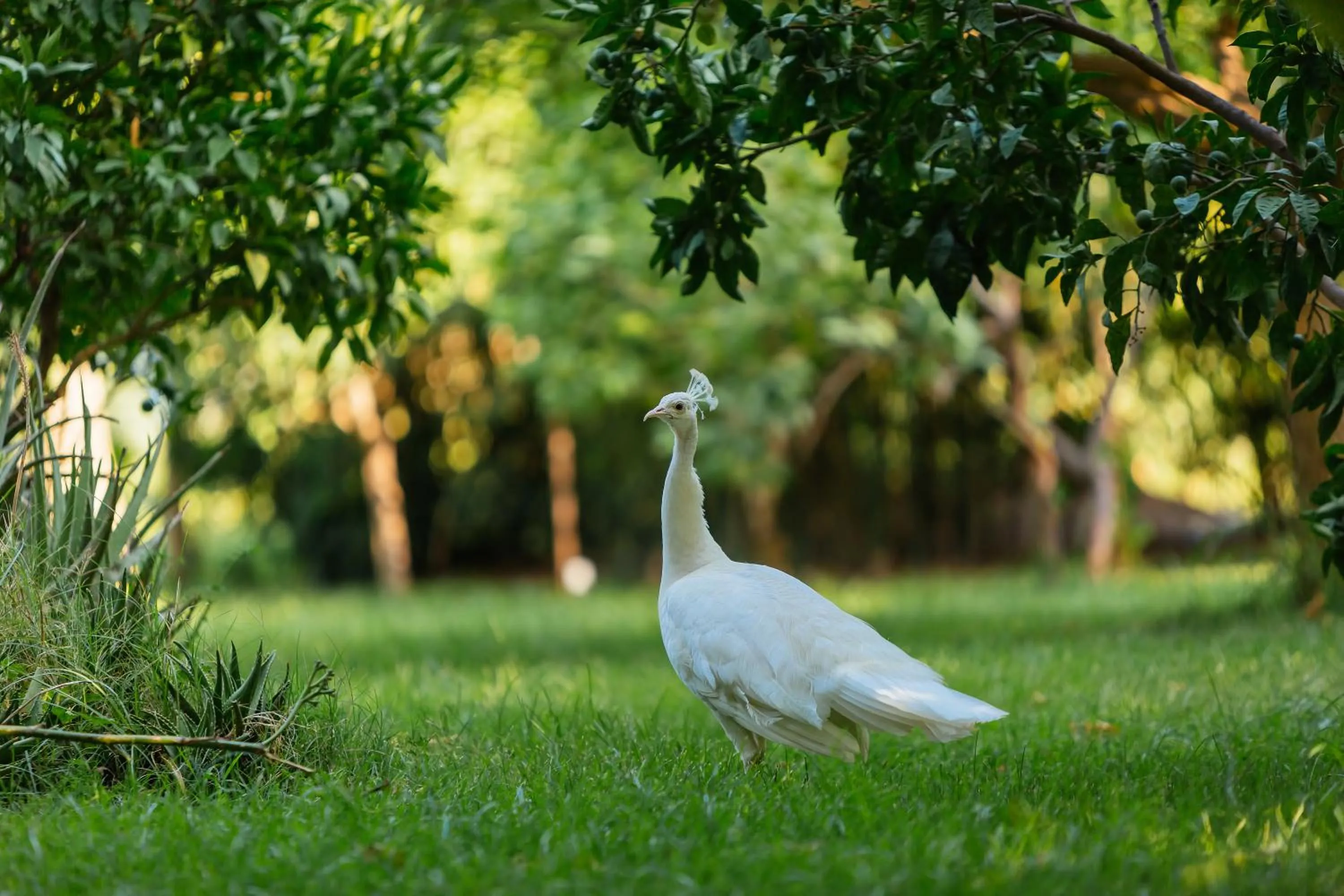 Animals in Olympos Lodge