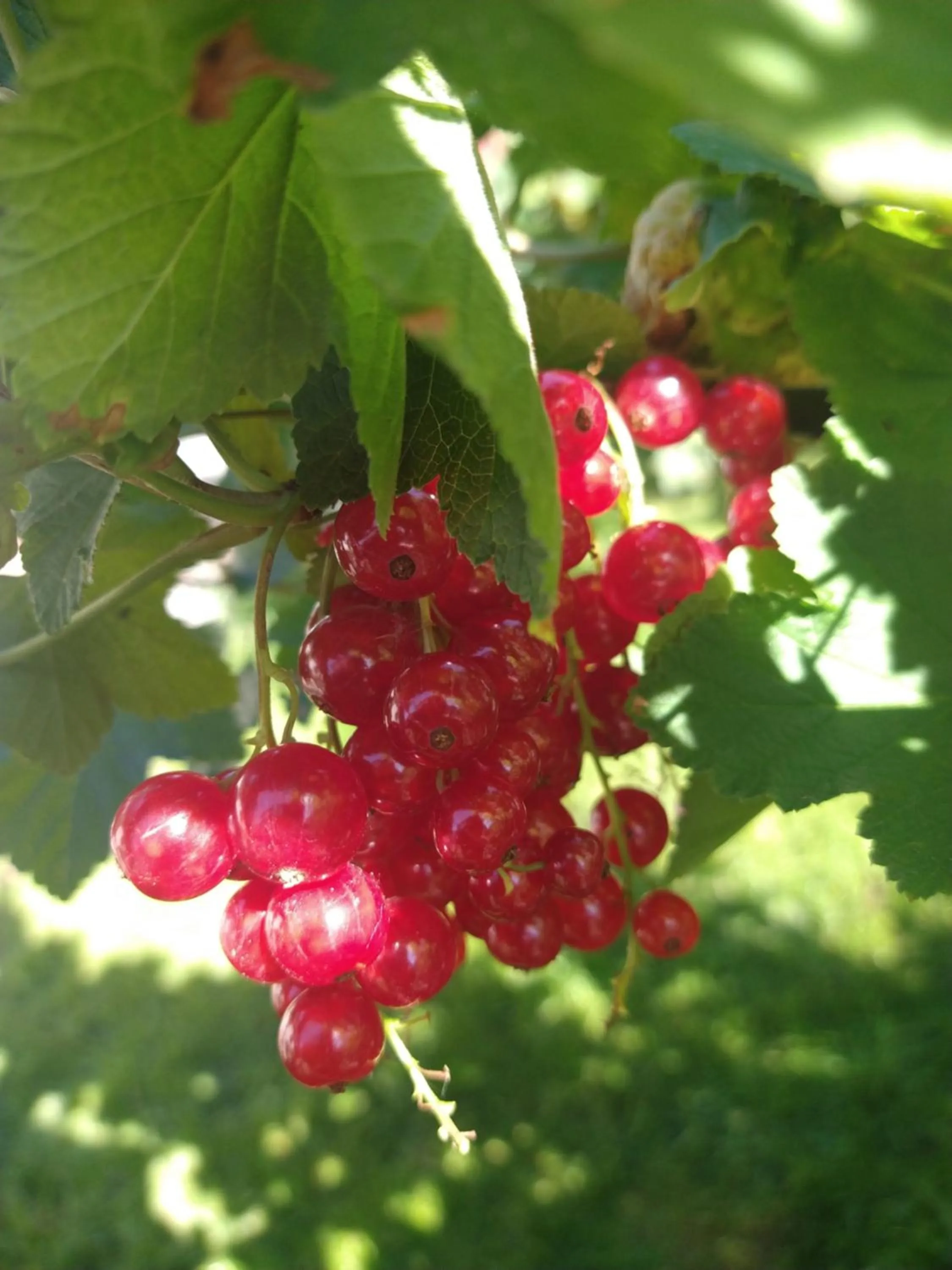 Garden in Agroturystyka Cold Sea