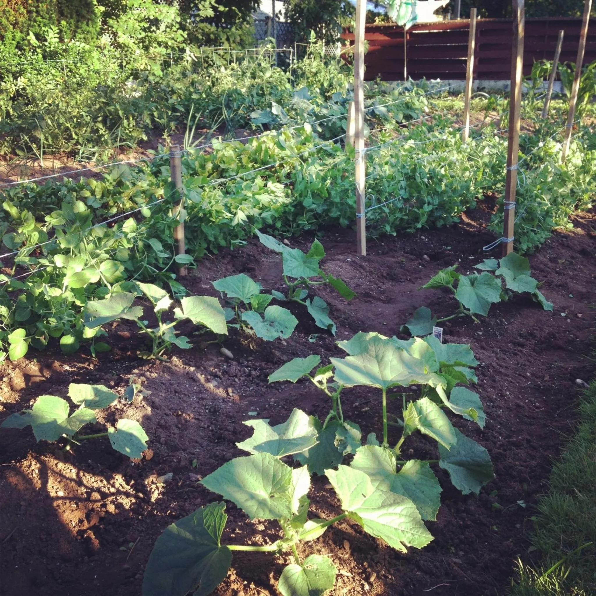 Garden in Belgravia B&B