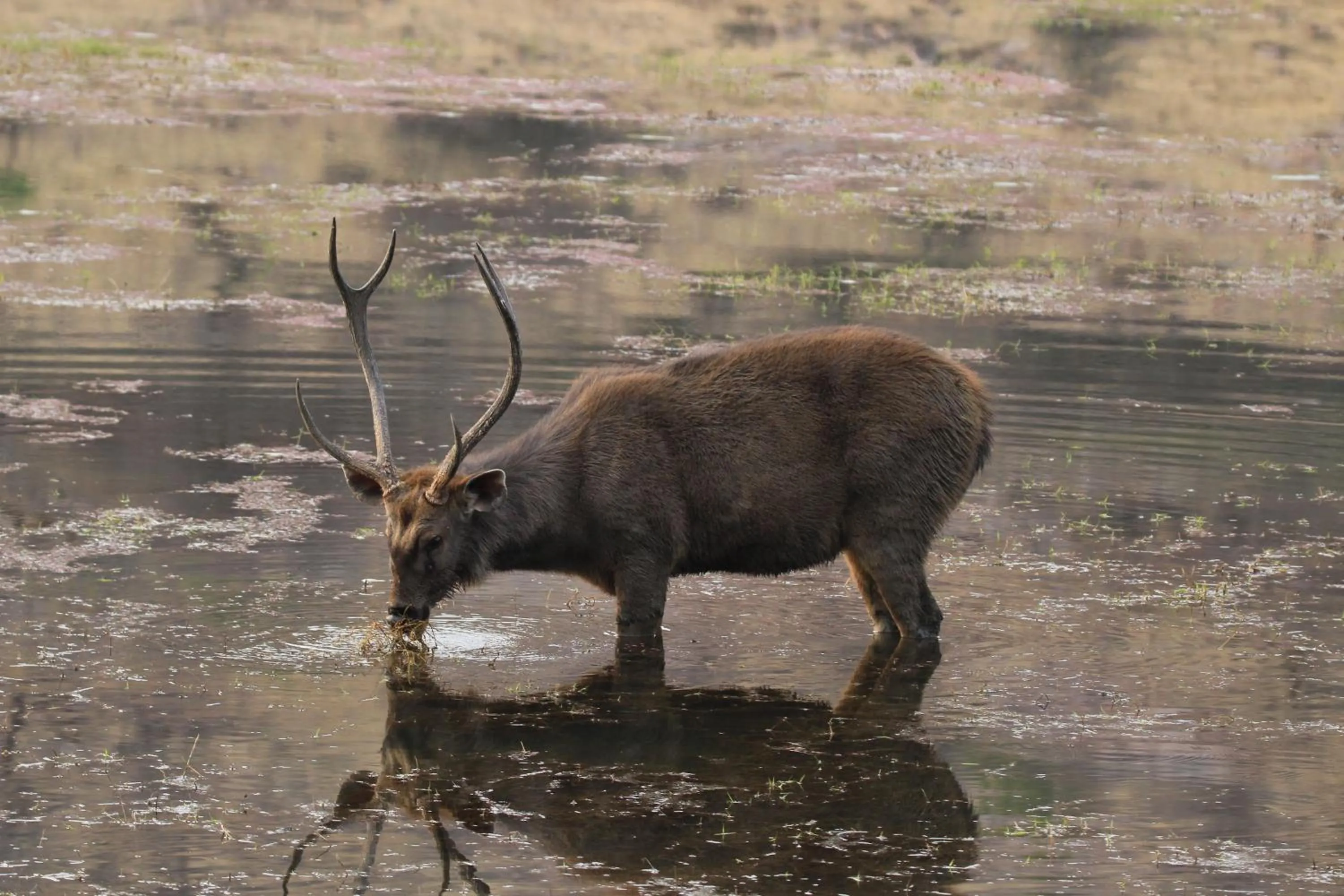 Animals in Hotel Ranthambore Regency