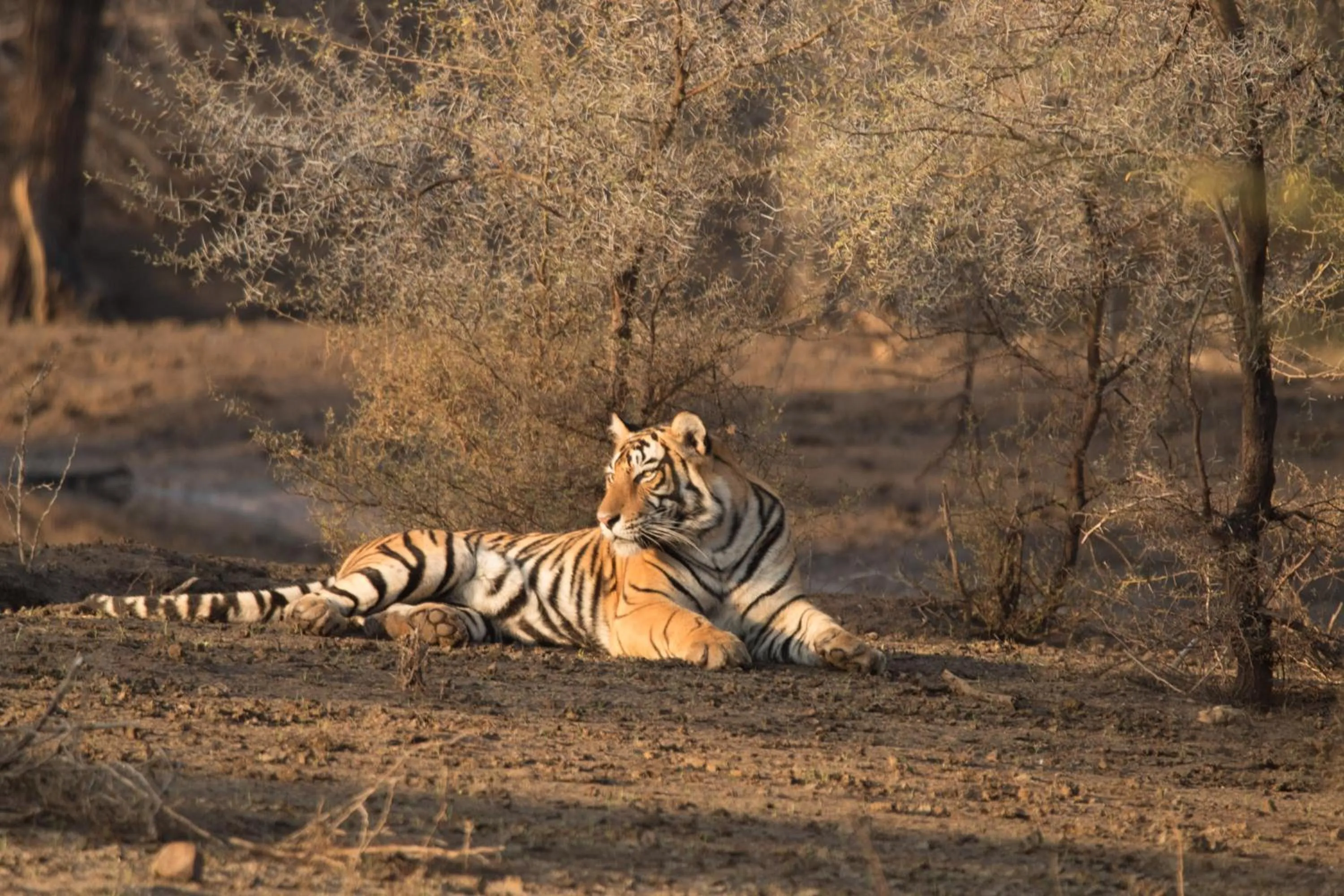 Activities in Hotel Ranthambore Regency