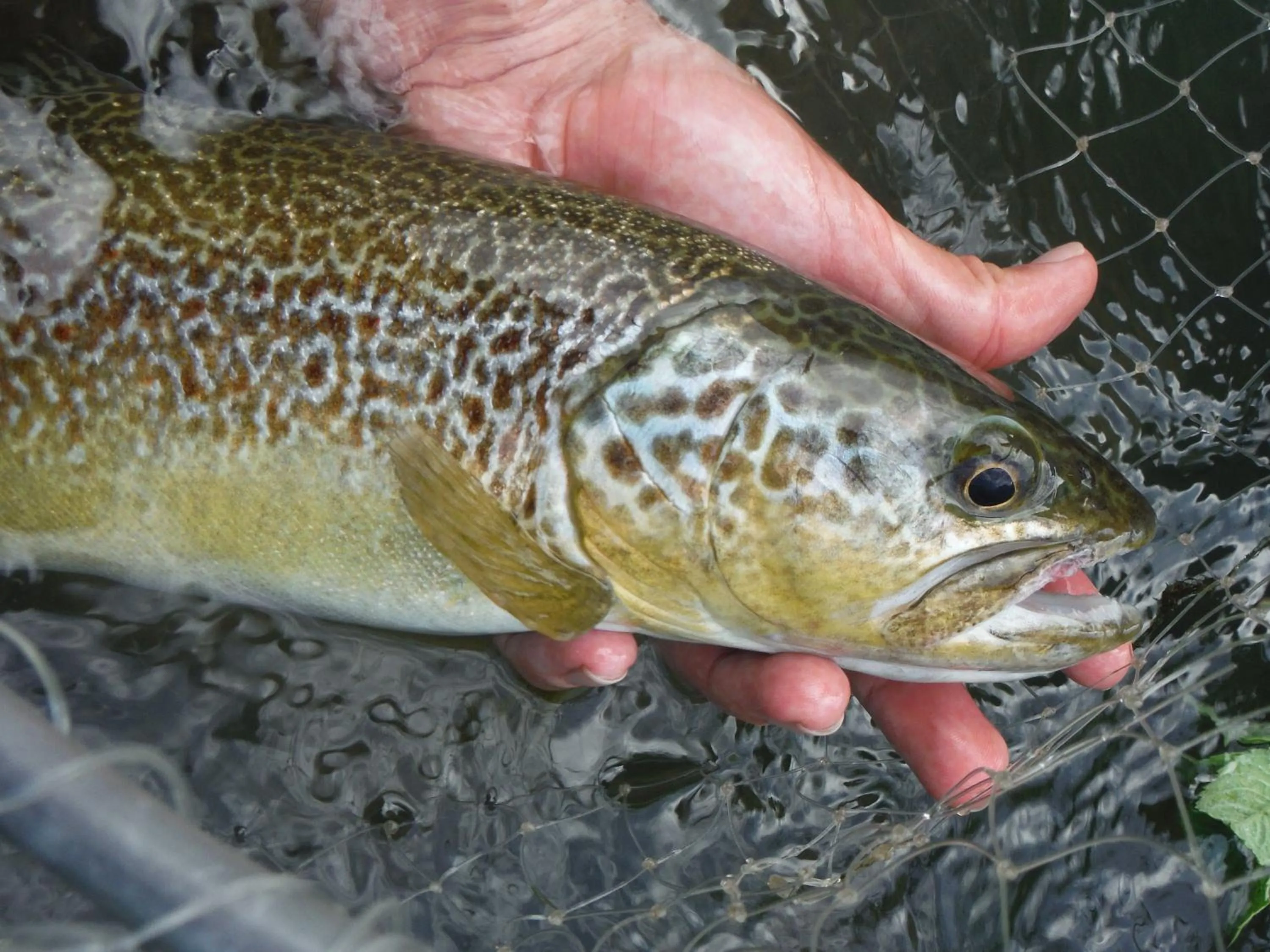Fishing in Hotel Vezzano