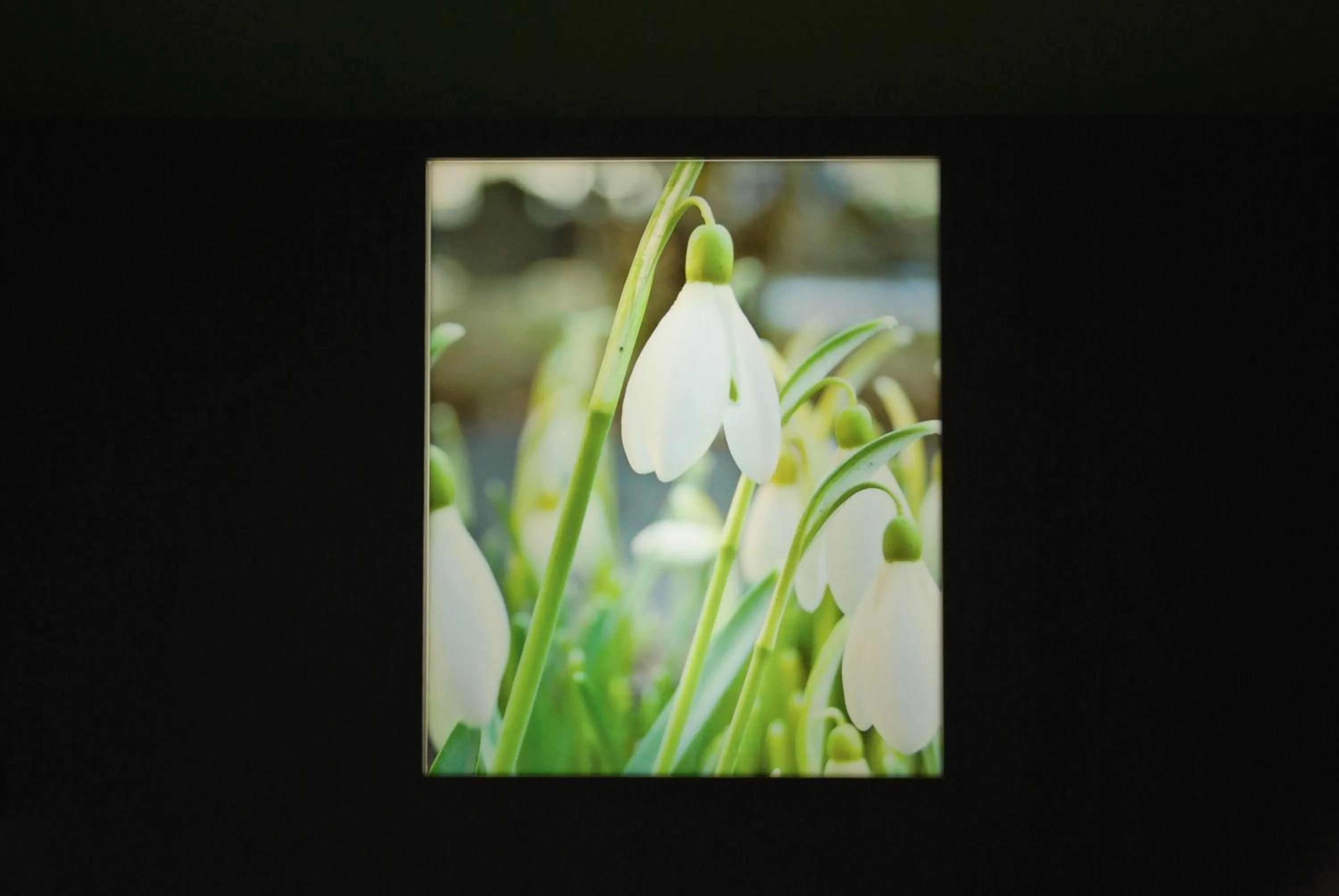 Decorative detail in Logis Hôtel & Restaurant Les Perce-Neige