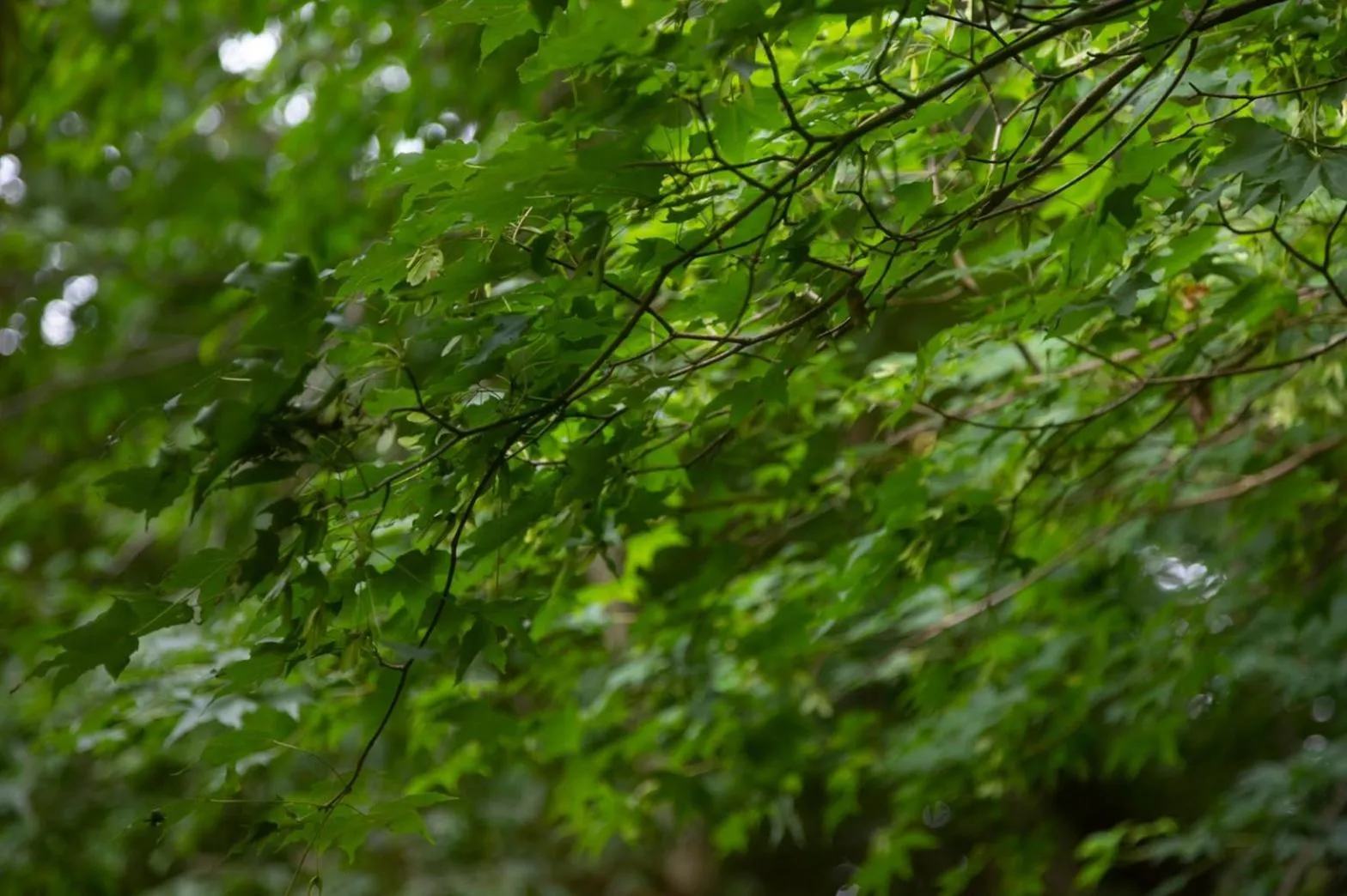 Spring in Hotel Gendairakuen Isehara