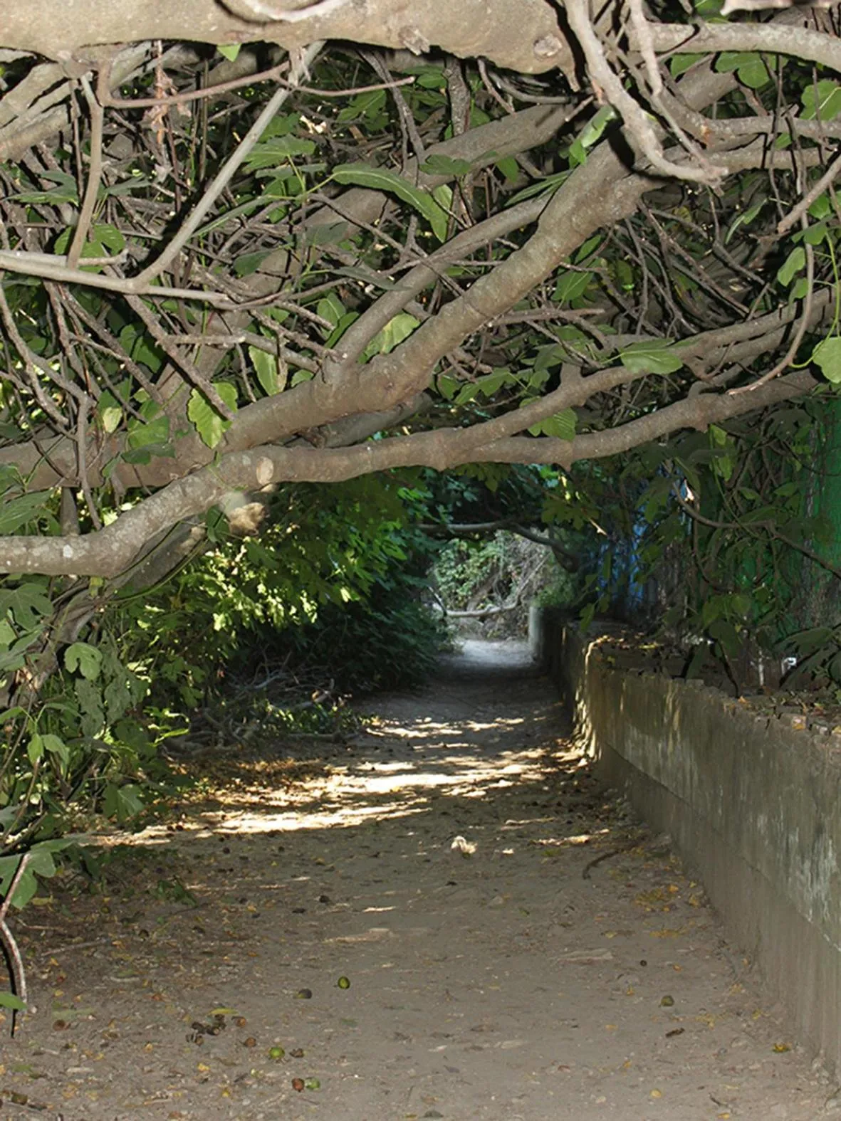Natural landscape in Apartamentos Casa Gil