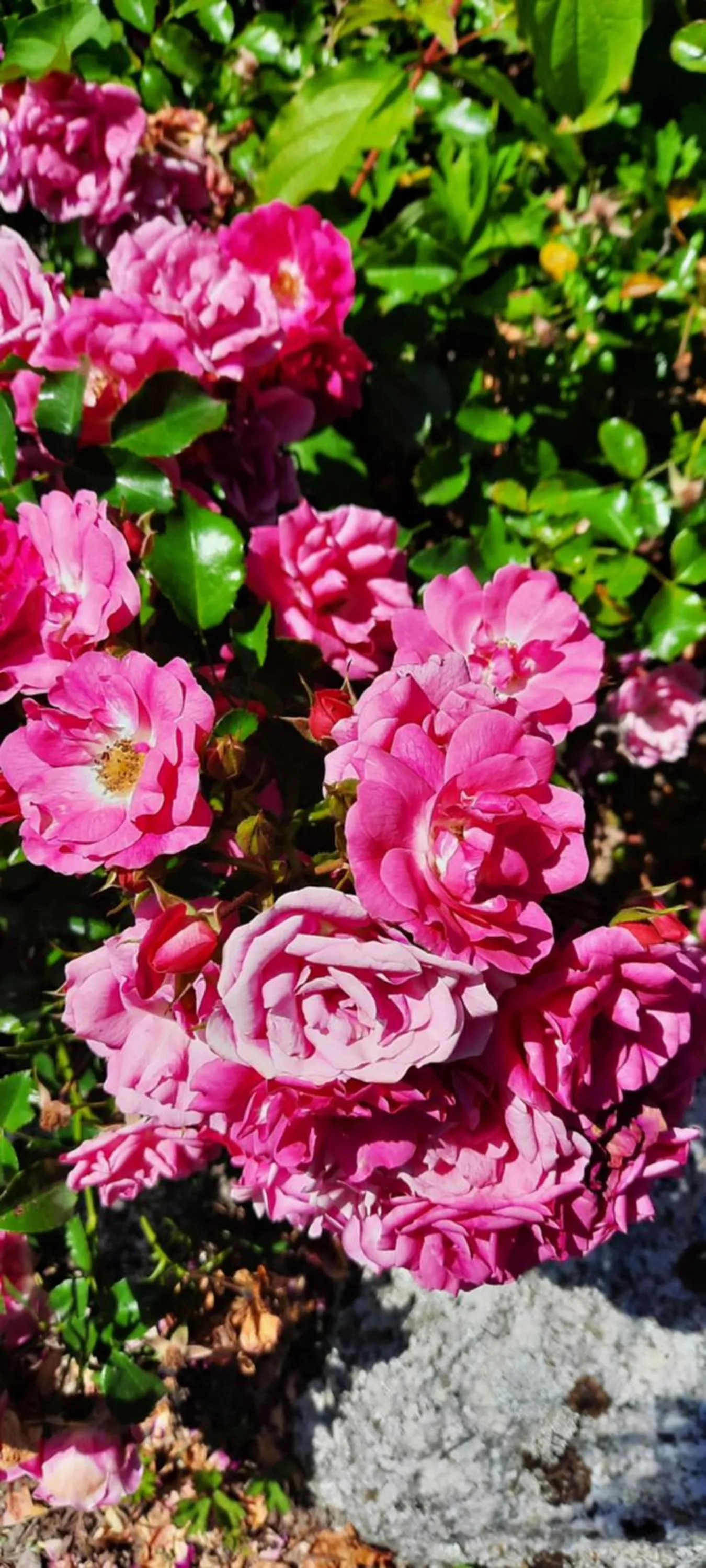 Garden in Domaine de la Plagnette