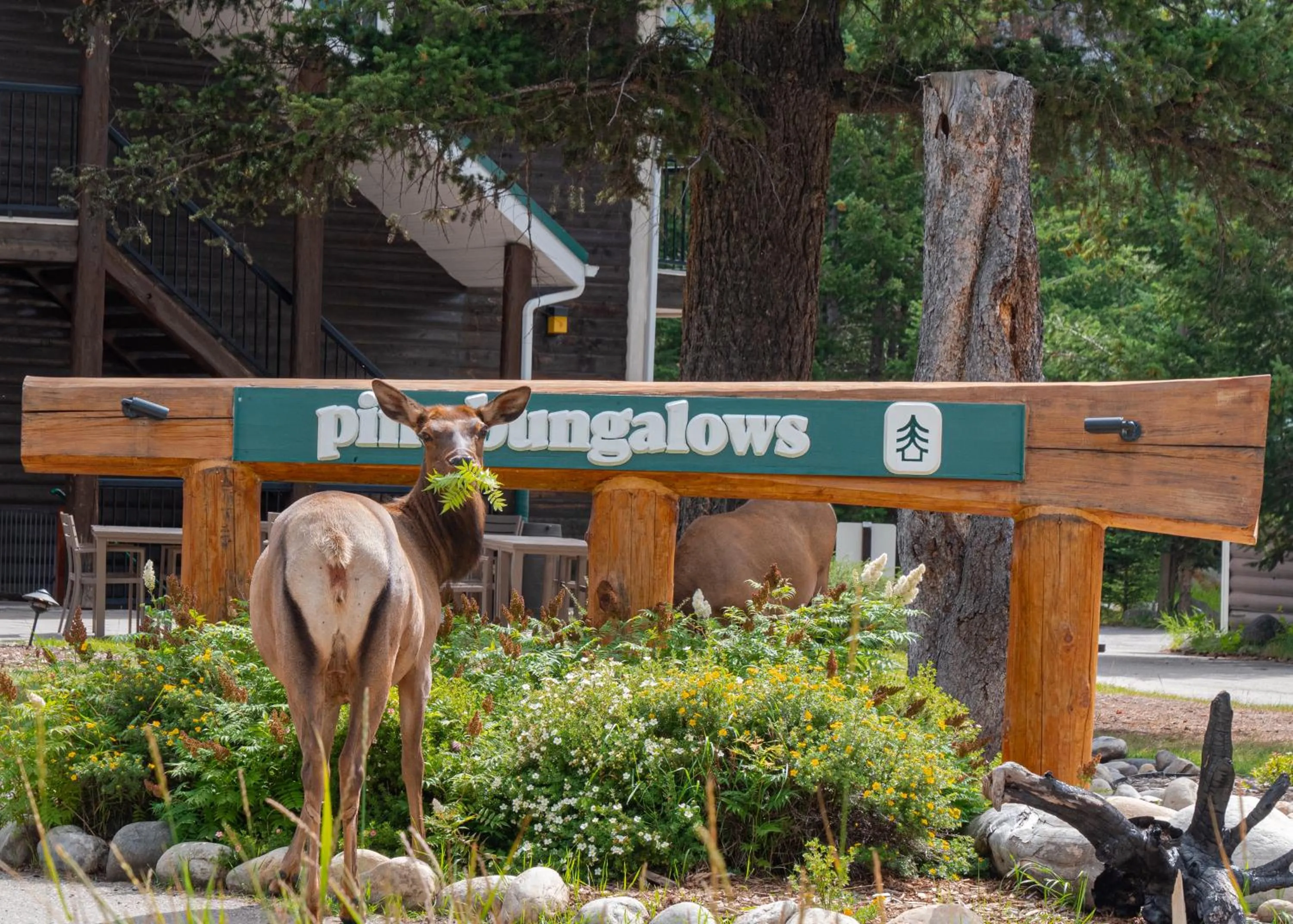 Property logo or sign in Pine Bungalows